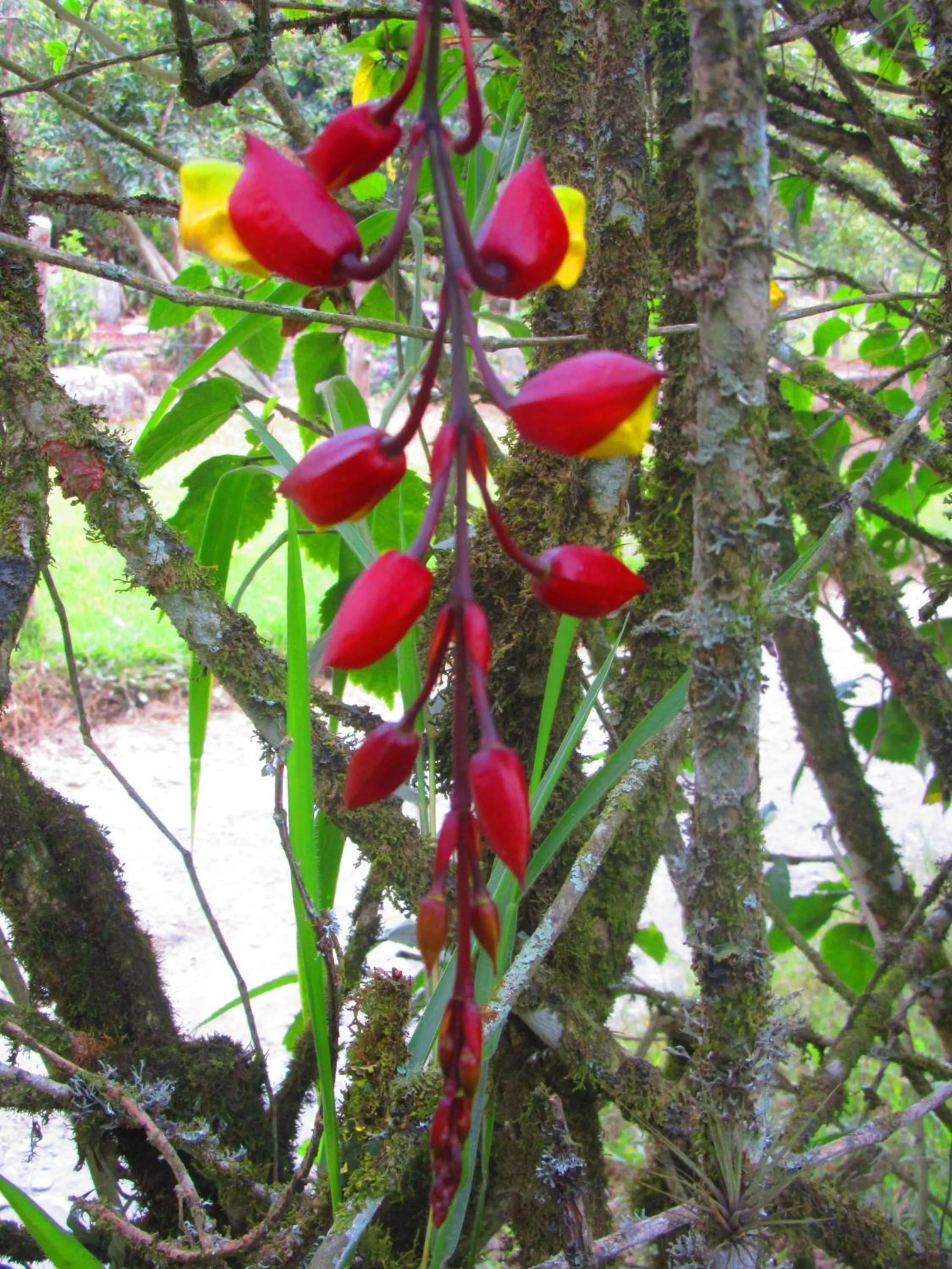Garden in La Posada del Cucú