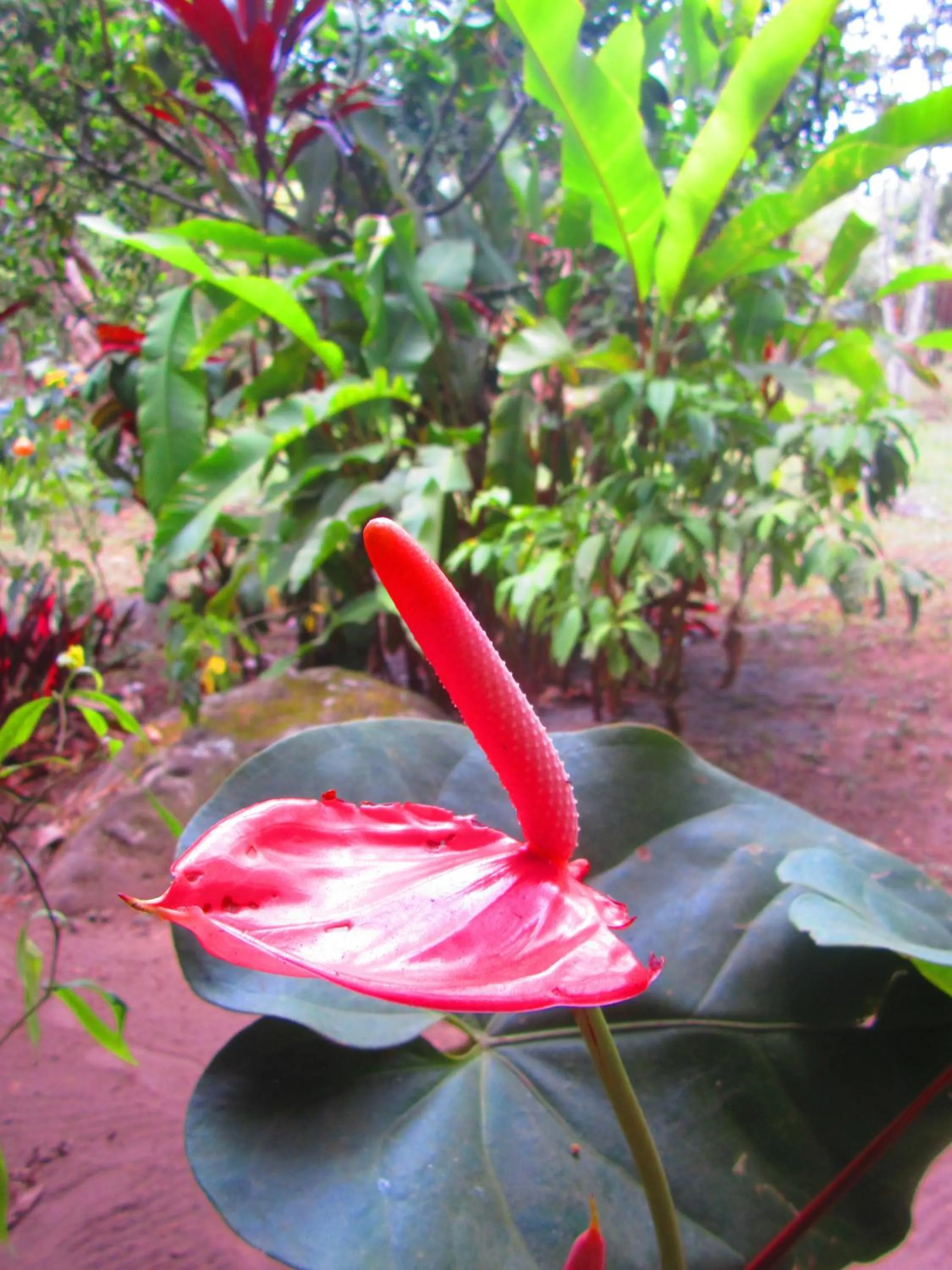 Garden in La Posada del Cucú