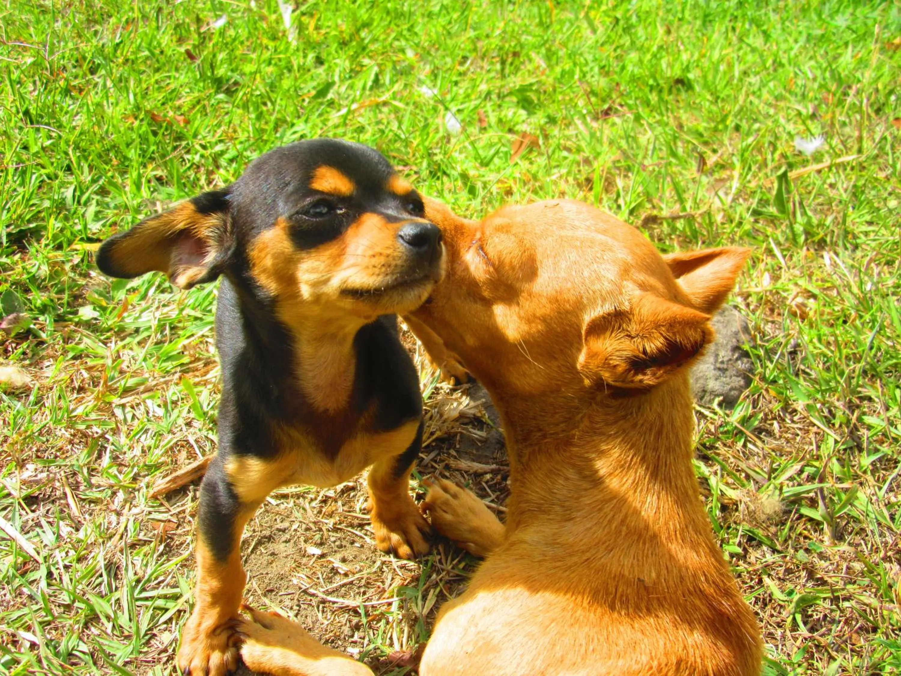 Pets in La Posada del Cucú