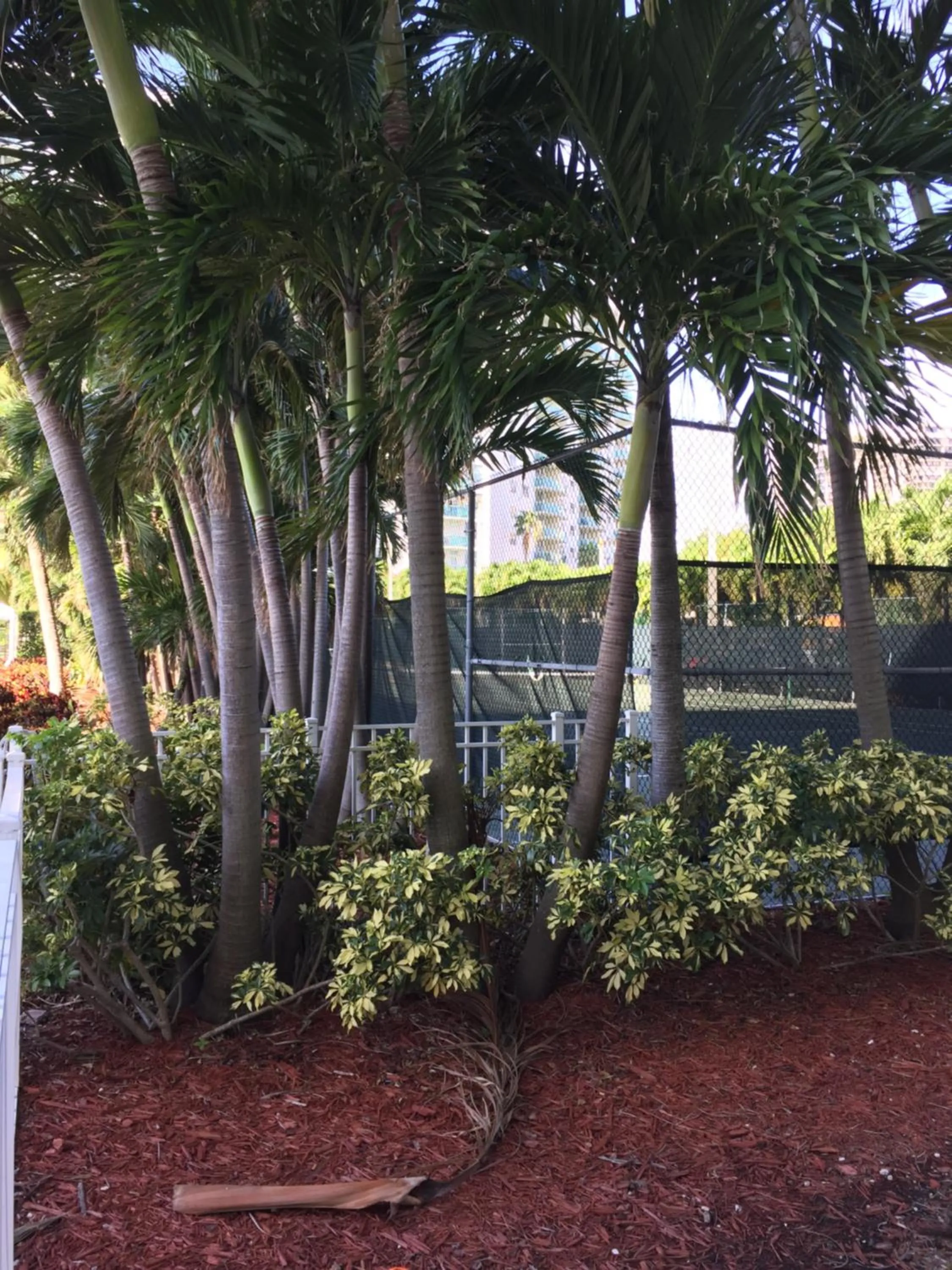 Garden in Ocean Reserve STR-01045