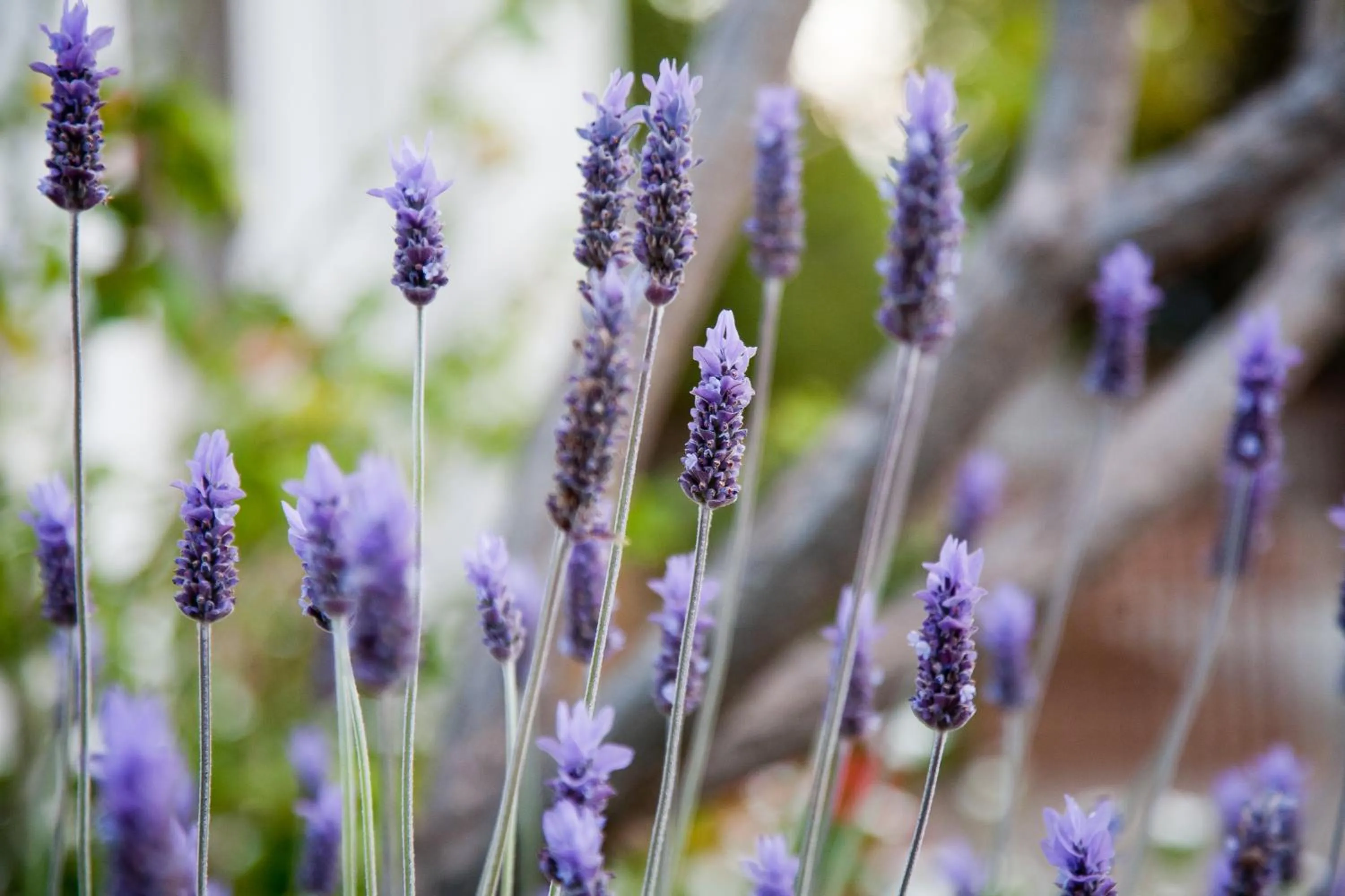 Garden in The Queen Of Calitzdorp