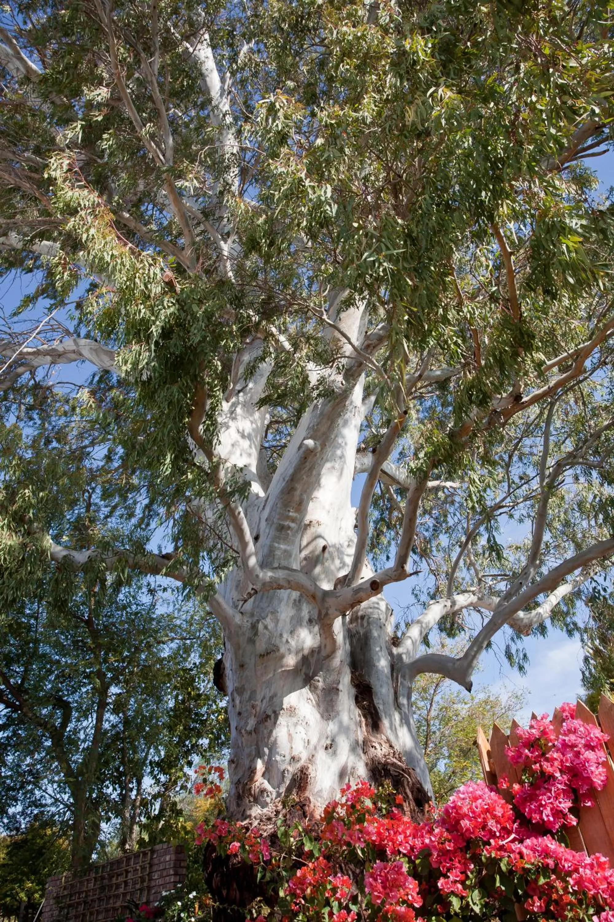 Garden in The Queen Of Calitzdorp