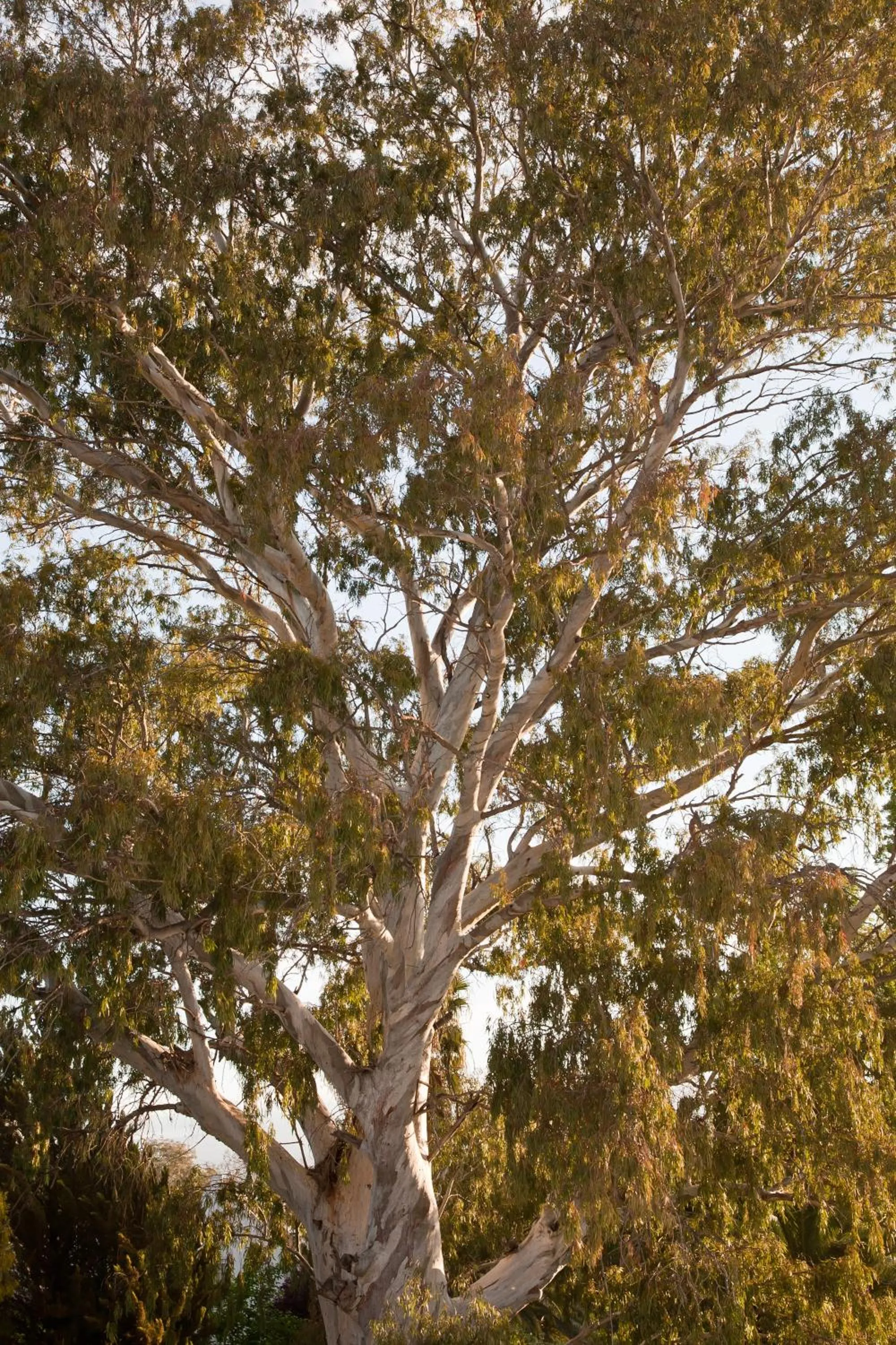 Garden in The Queen Of Calitzdorp