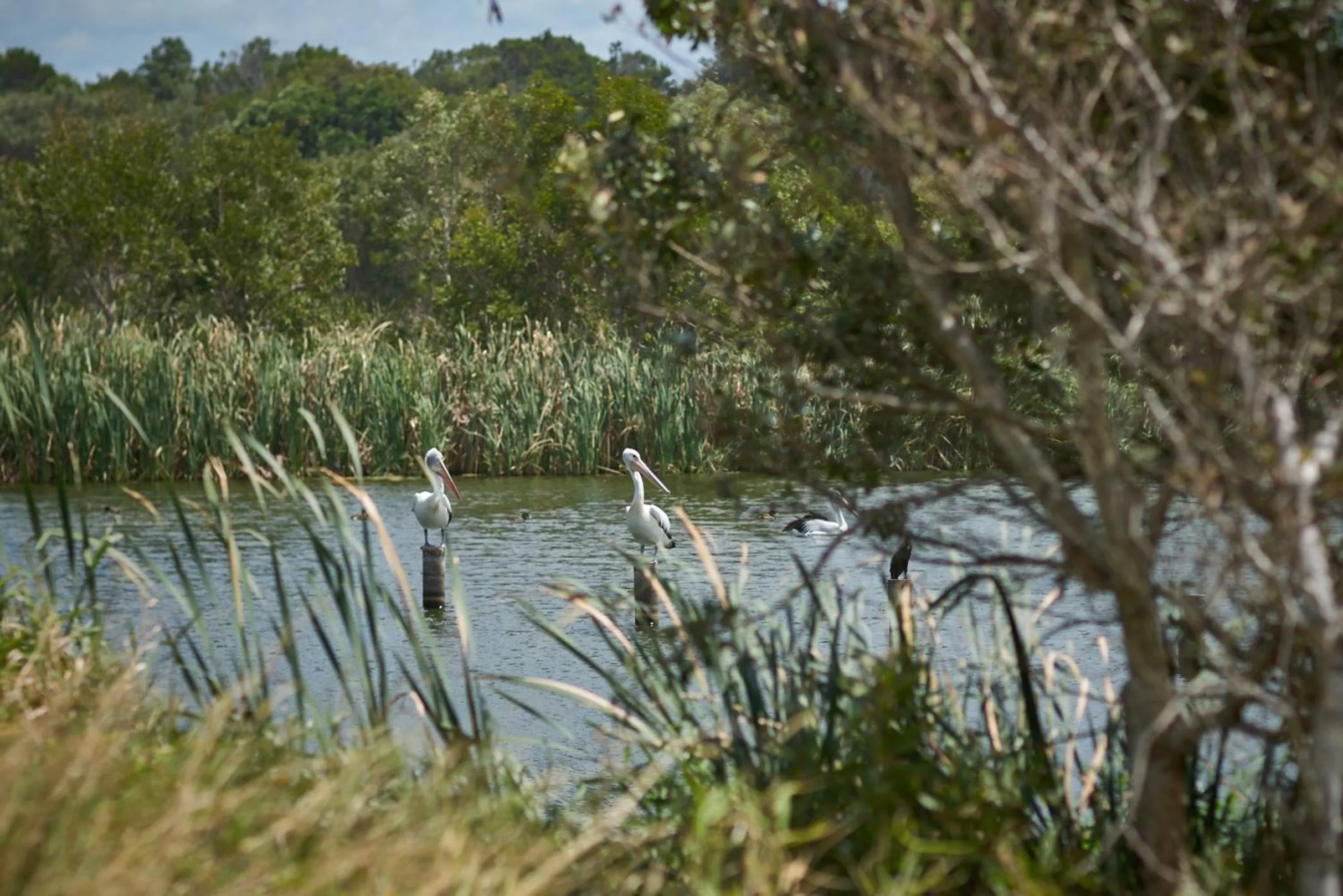 Natural landscape in Ingenia Holidays Byron Bay