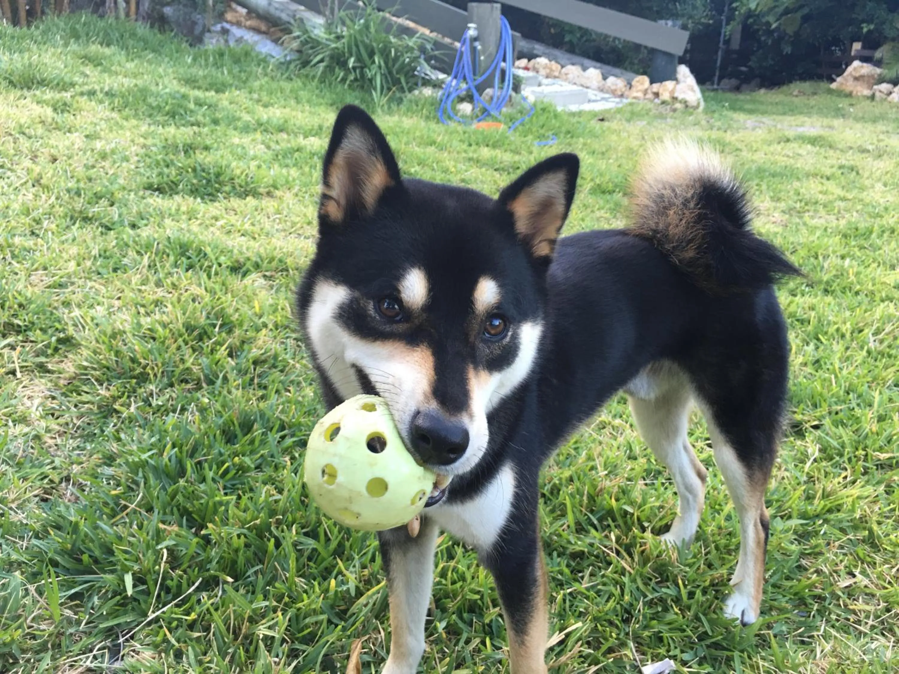Pets in Ma-Blue Garden House