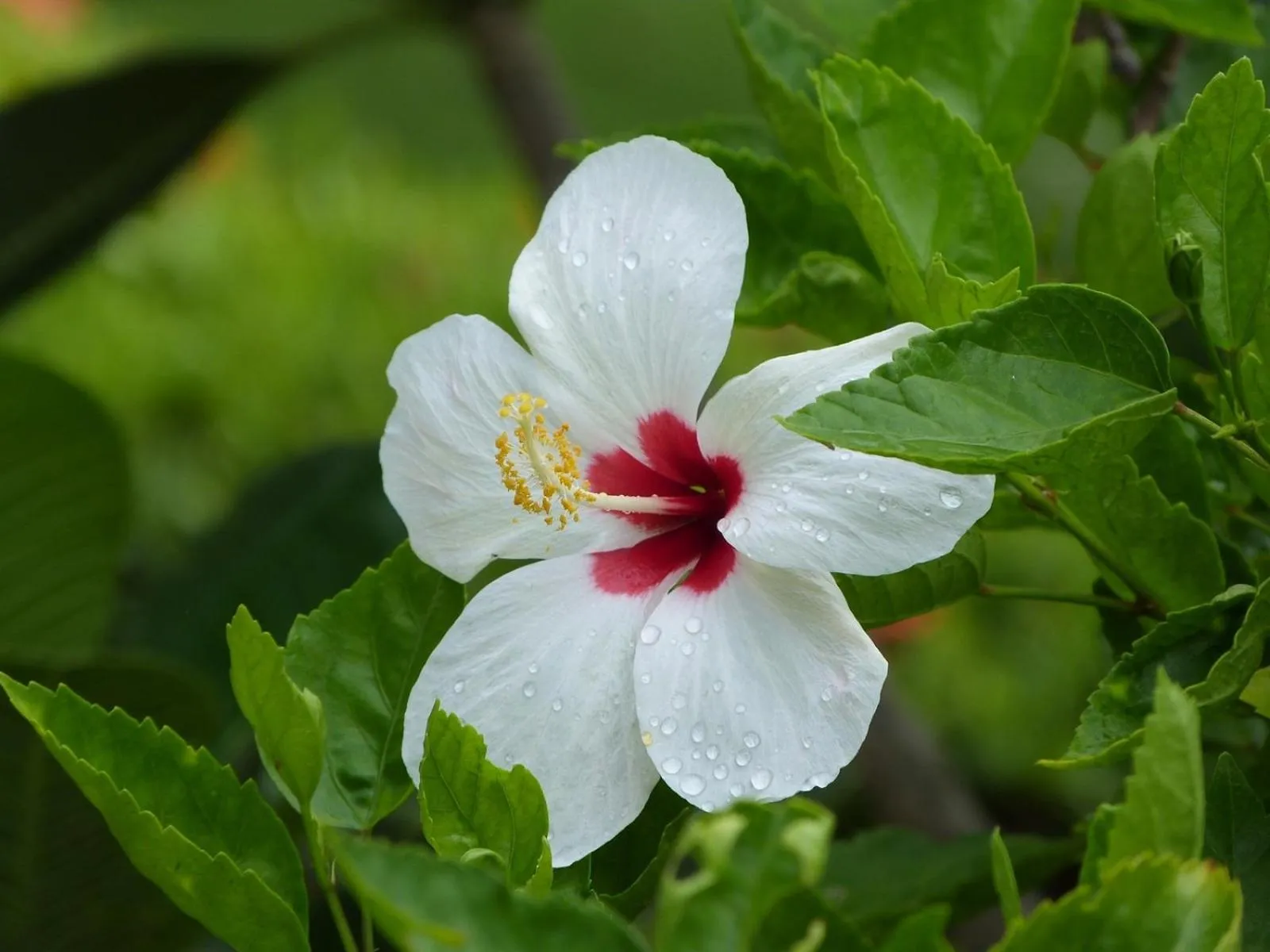 Bansuanrachawadee B&b