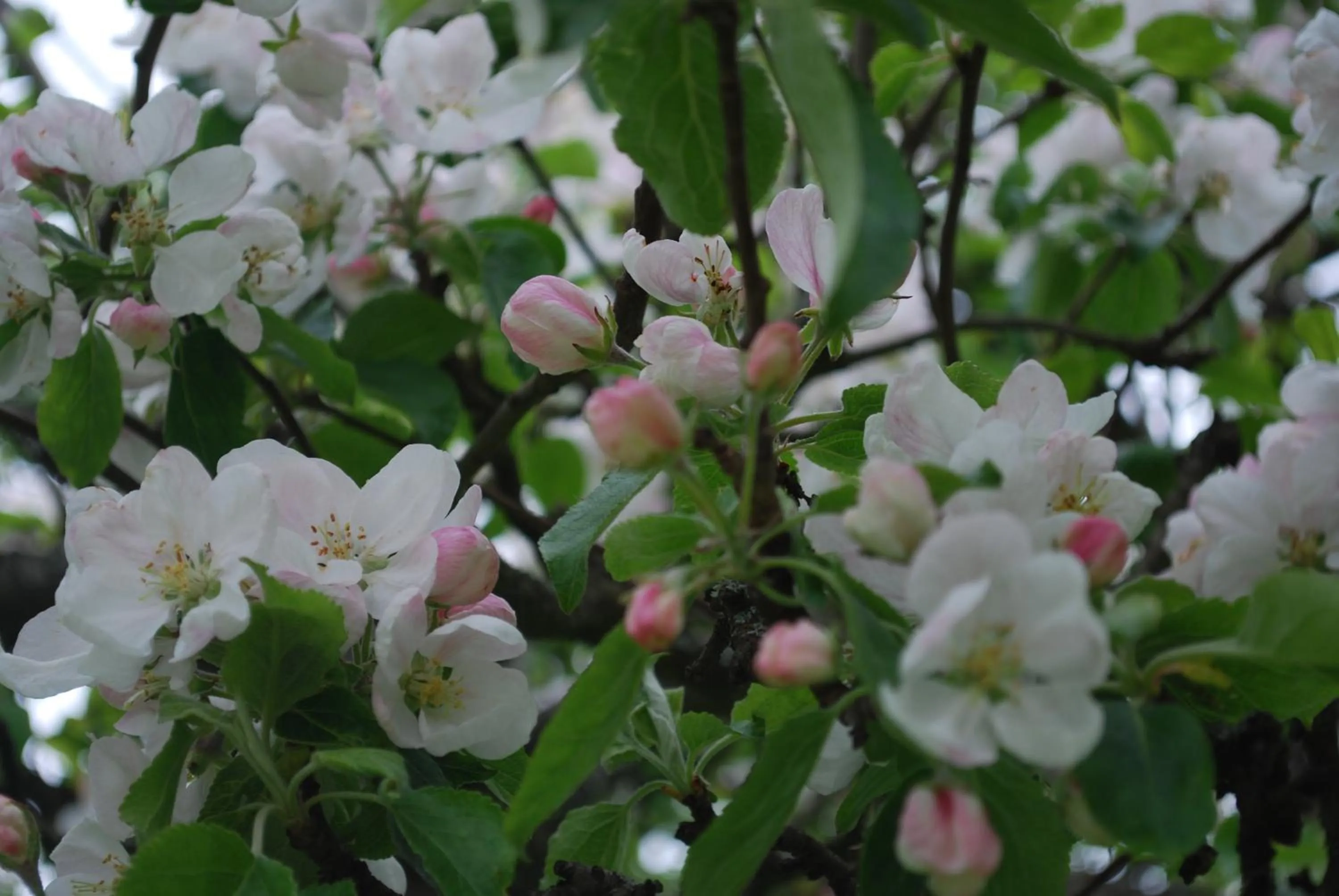 Spring in Valla Folkhögskola