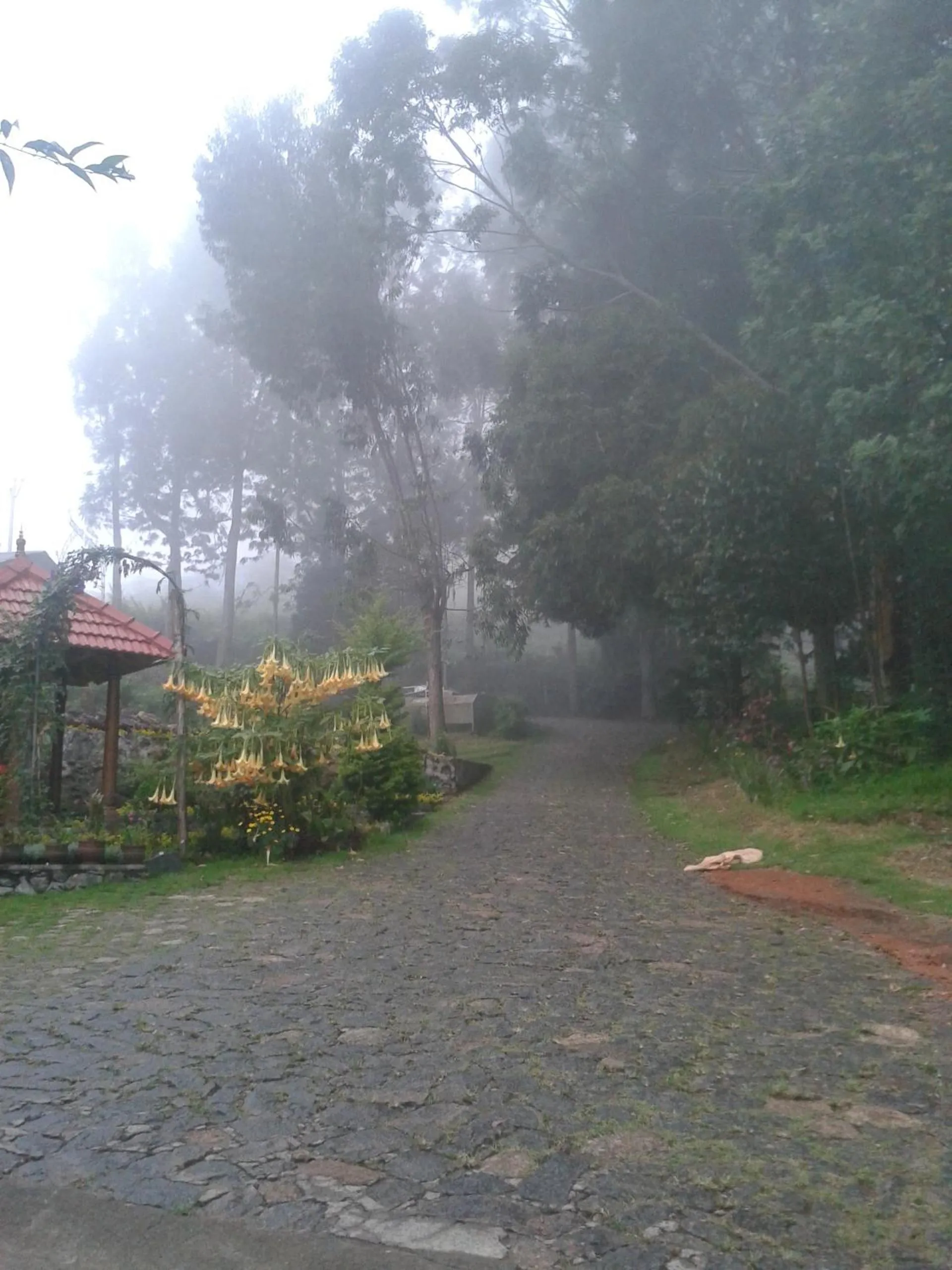 Day in Lilly's Valley Resort