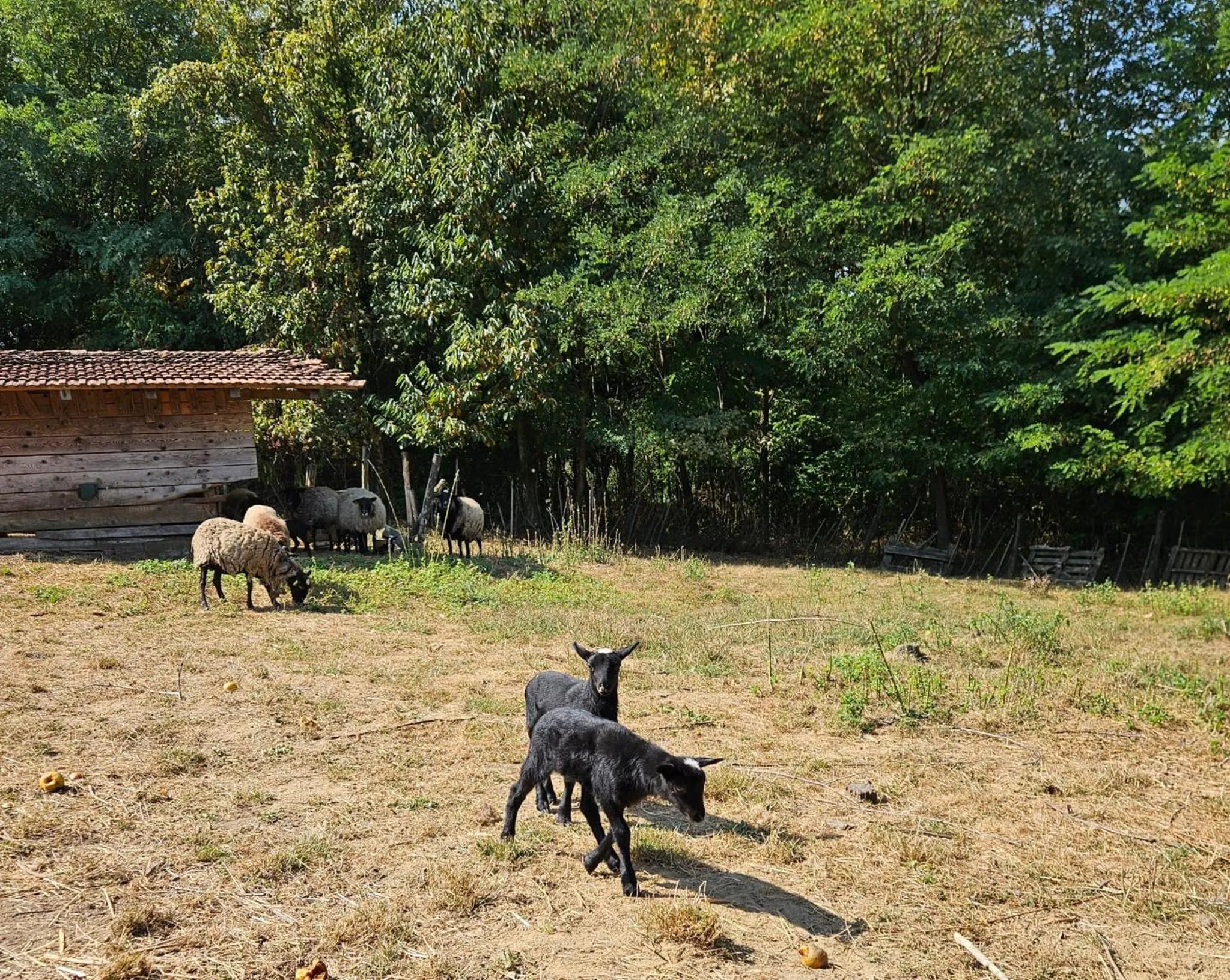 Farmica, Bed&Breakfast, Bazen izdvojen nekoliko minuta hoda
