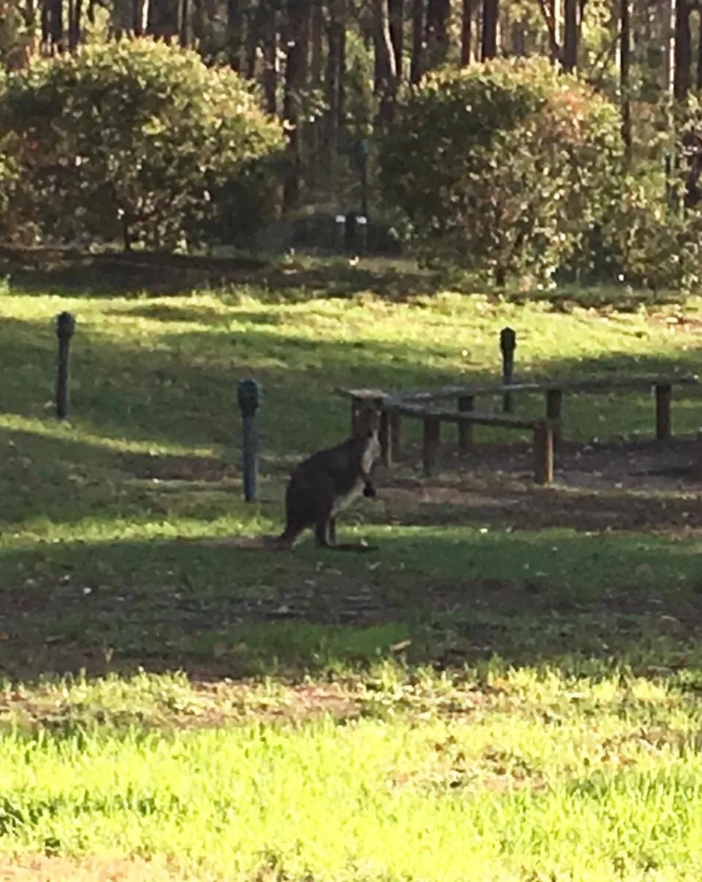 Animals in Hunter Valley Retreat