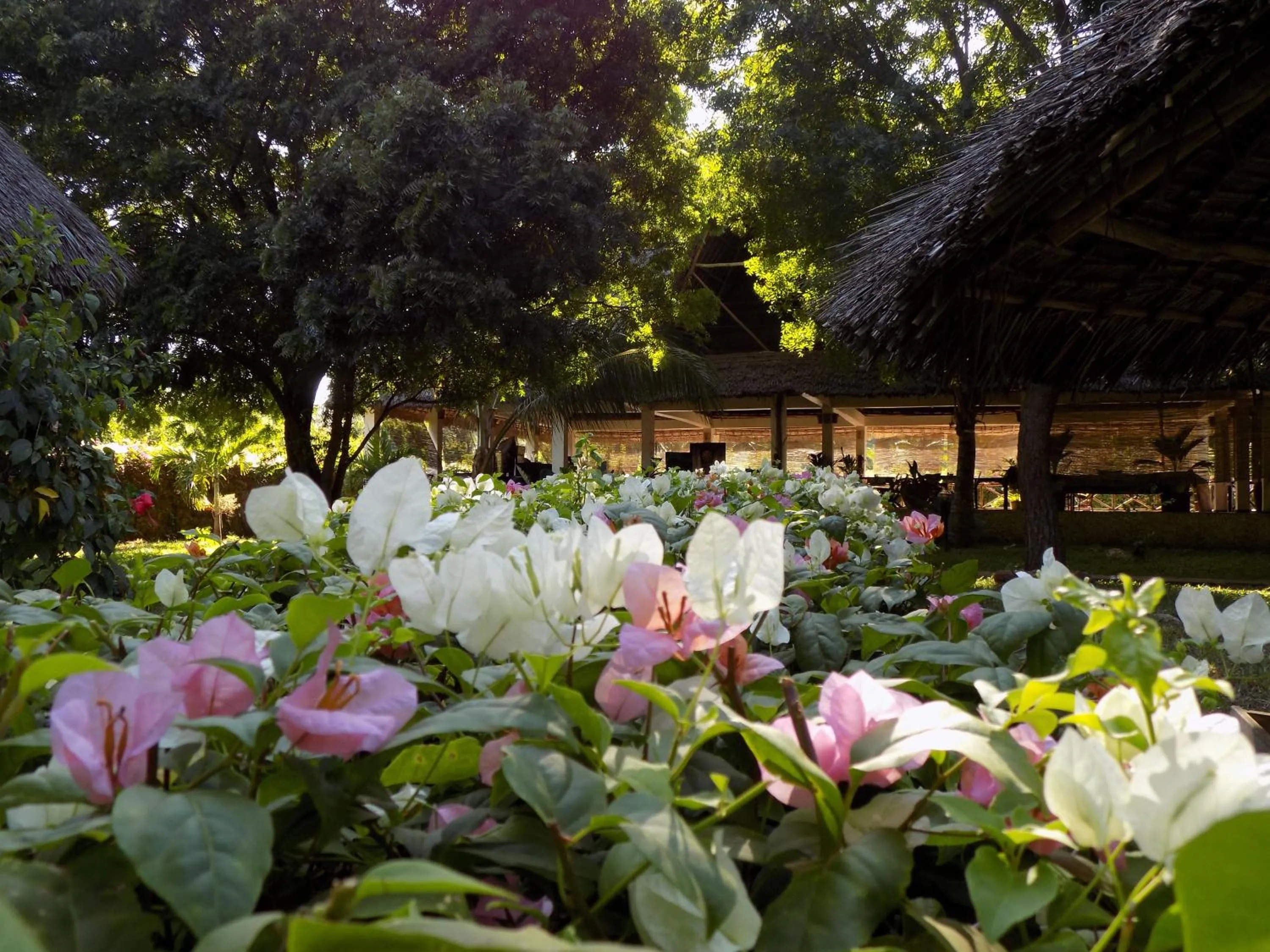 Garden in Eco Villas Watamu