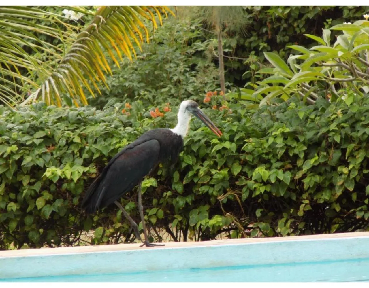 Pool view in Eco Villas Watamu