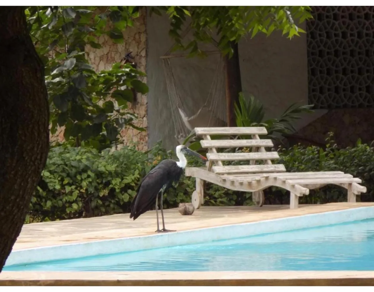 Swimming pool in Eco Villas Watamu
