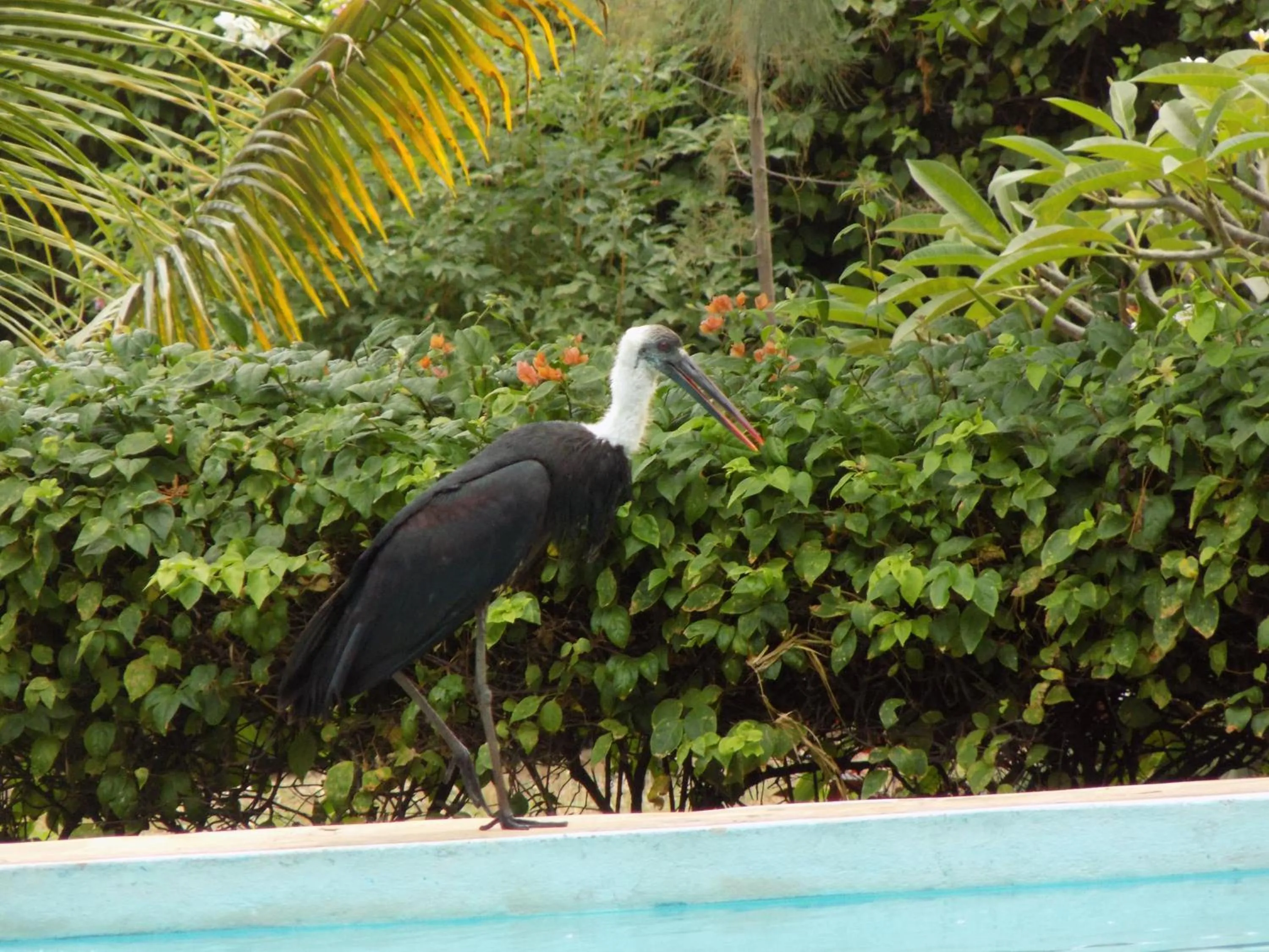 Animals in Eco Villas Watamu