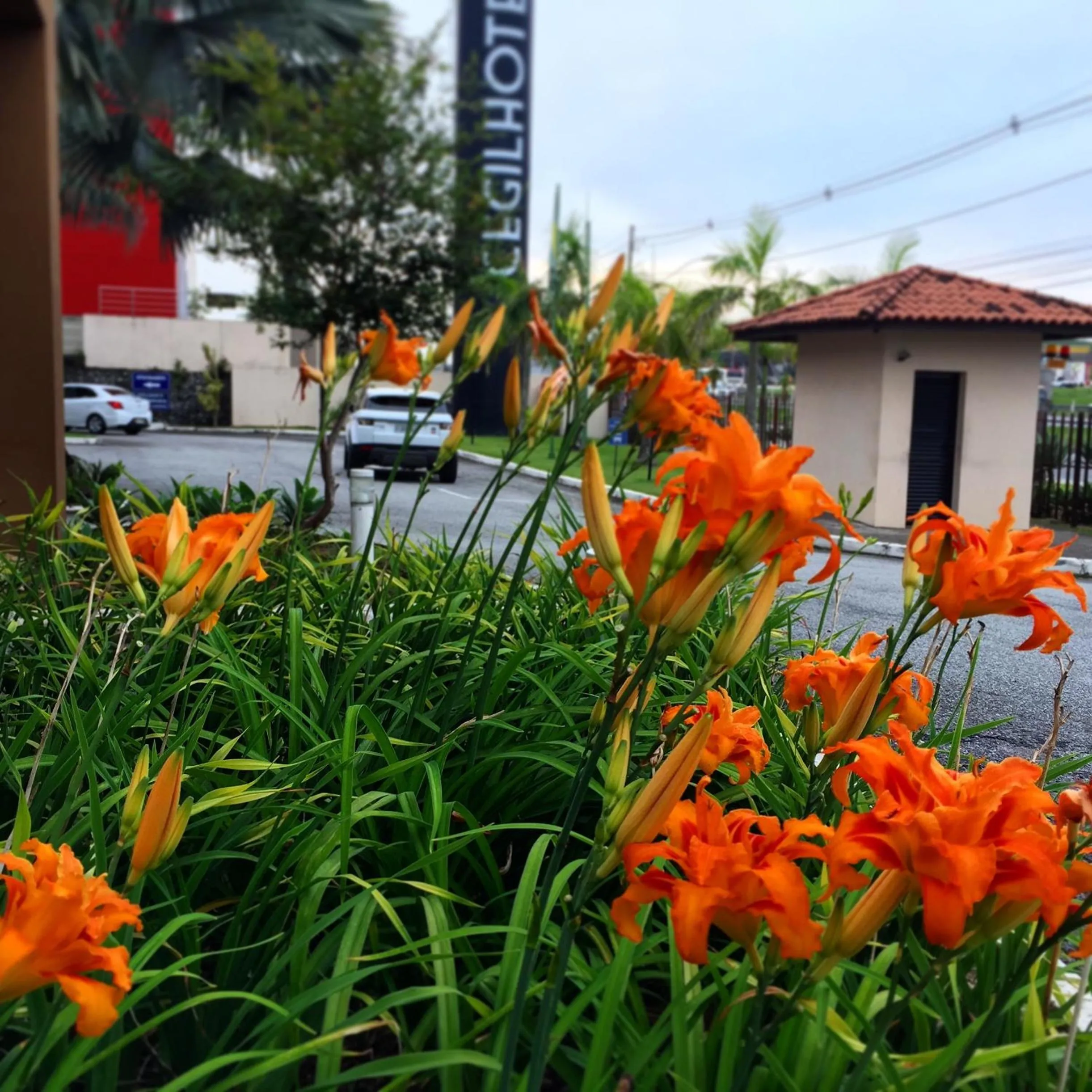 Garden in Cegil Hotel Boulevard