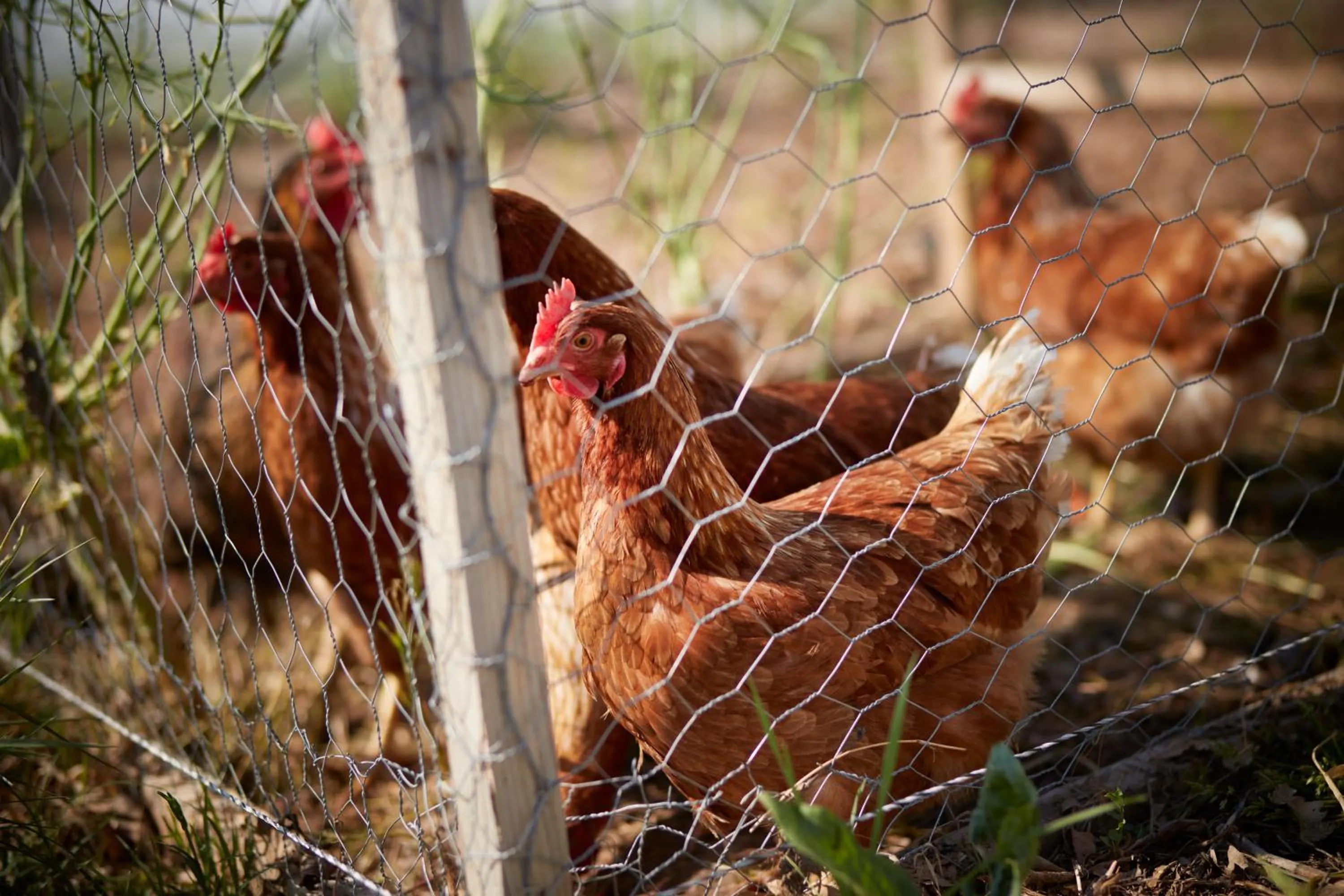 Animals in Domaine de Fontenille