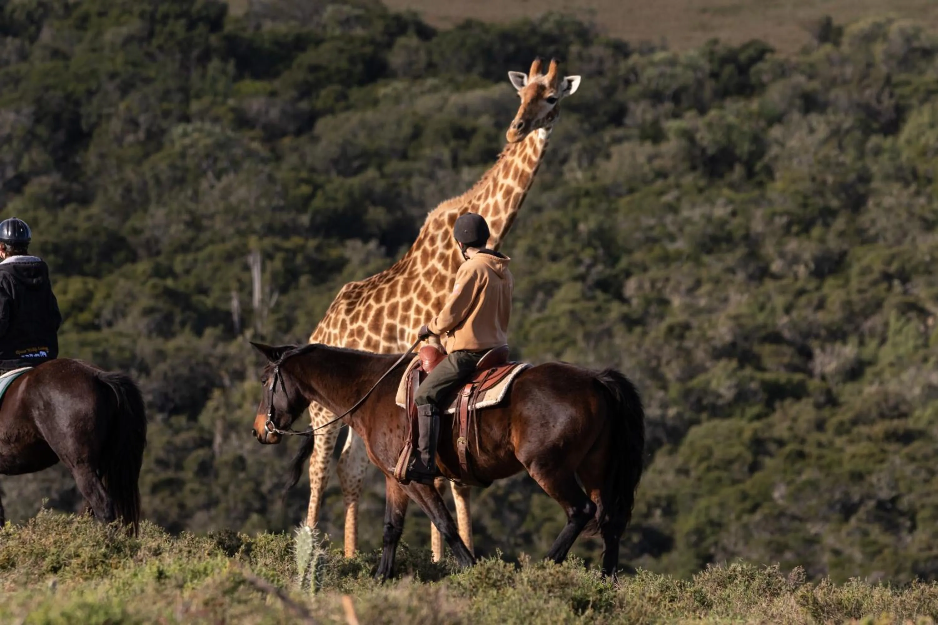 Horse-riding in Bukela Game Lodge - Amakhala Game Reserve