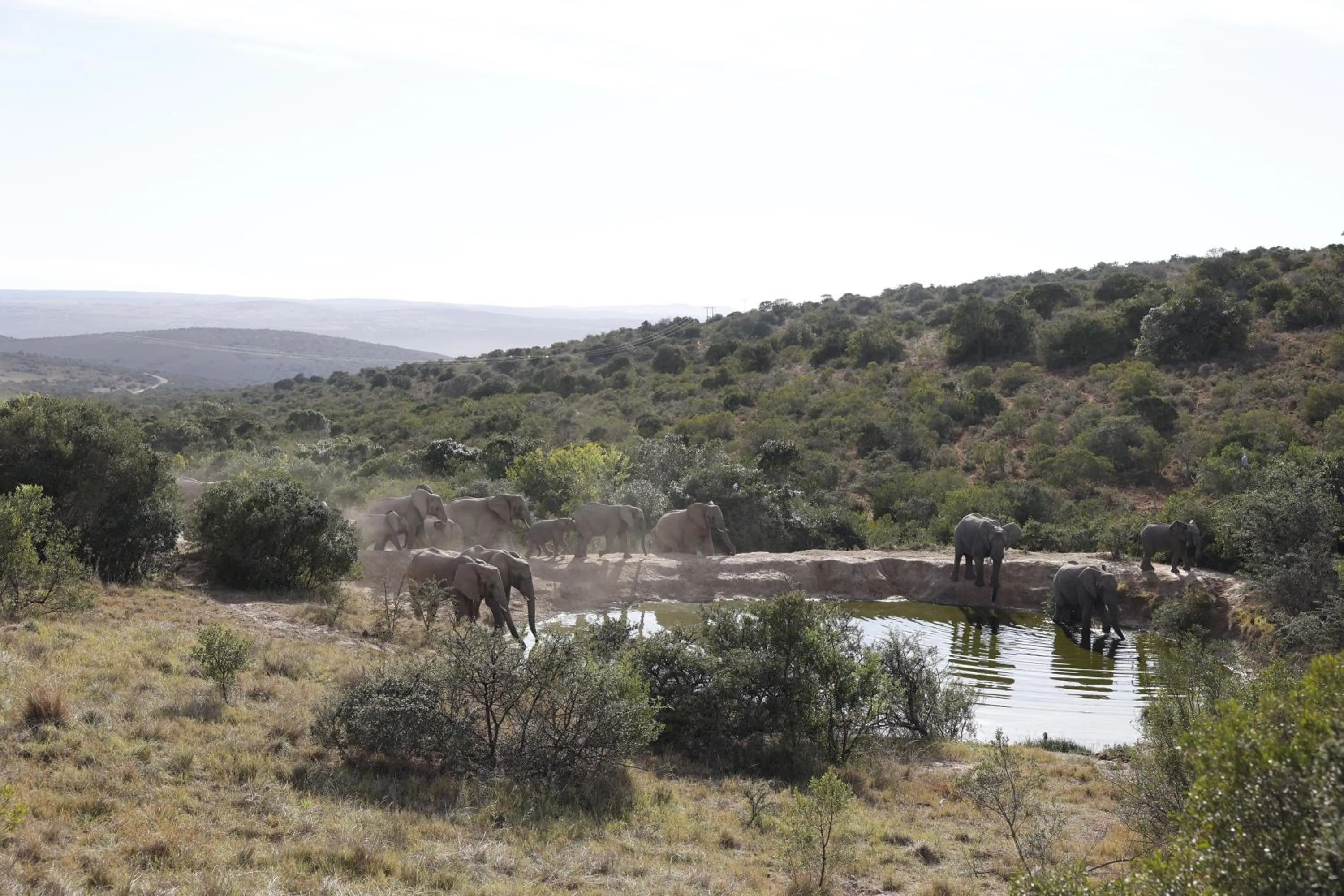 Animals in Bukela Game Lodge - Amakhala Game Reserve