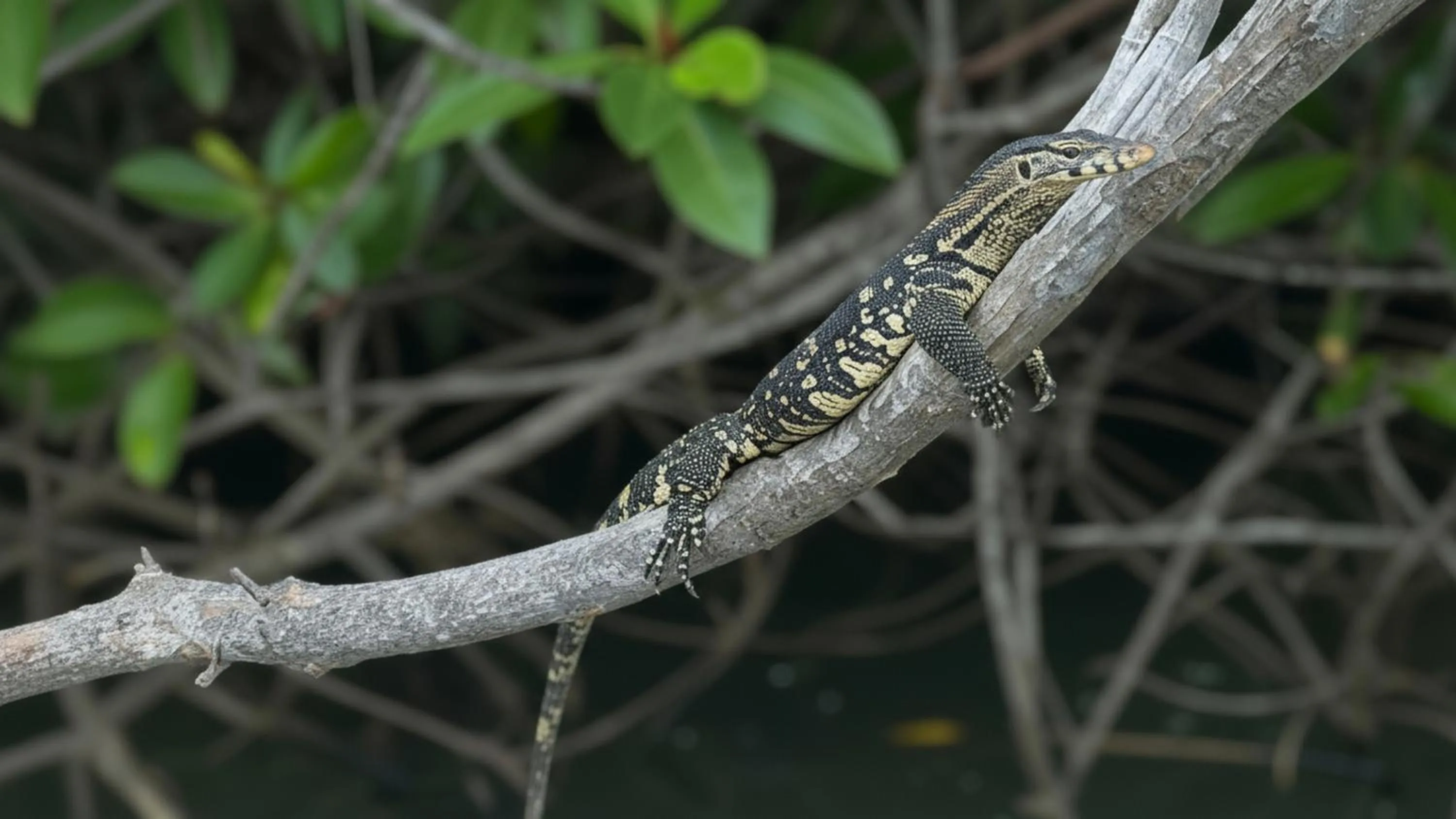 Natural landscape in Waterland