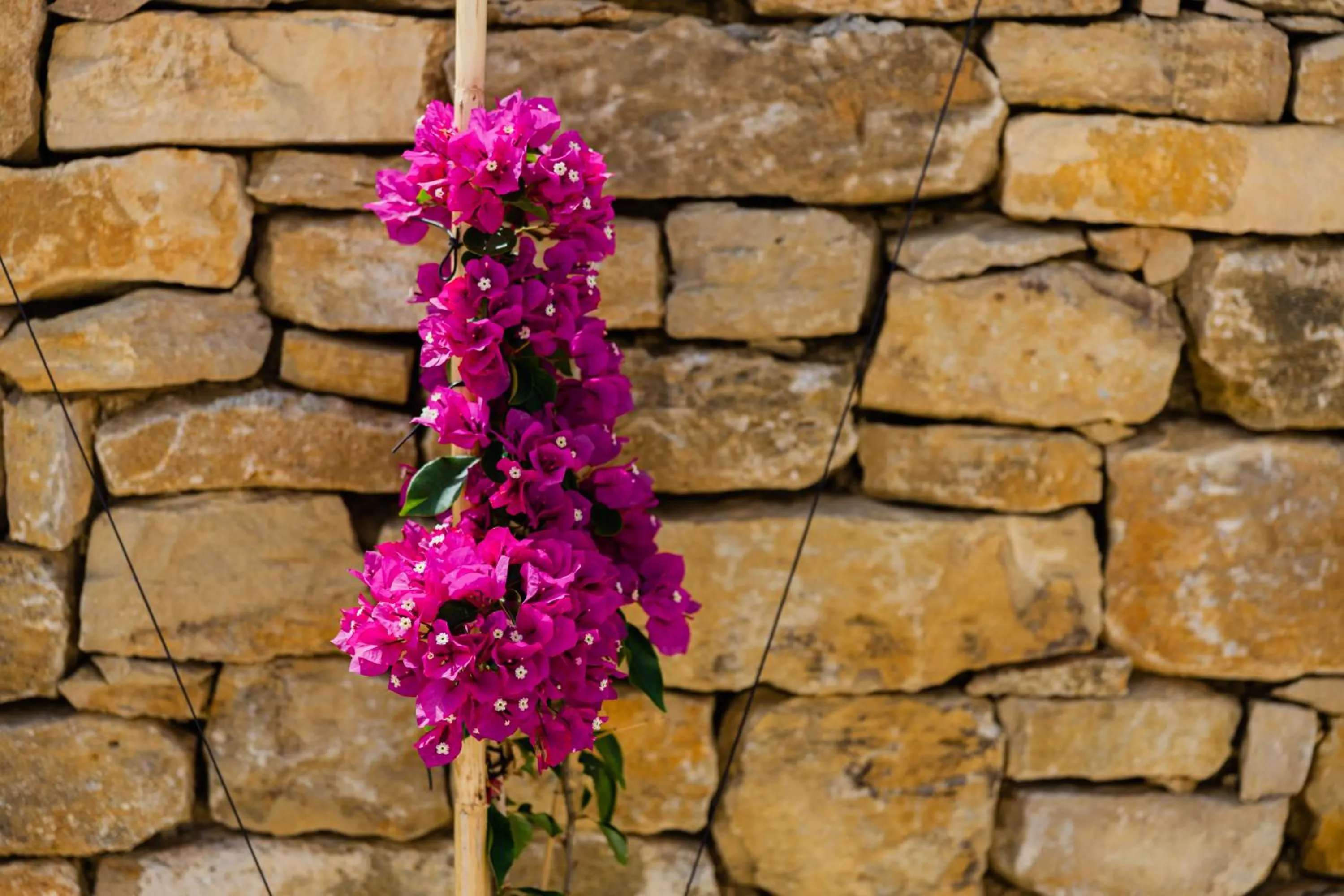 Garden in Pátio da Figueira