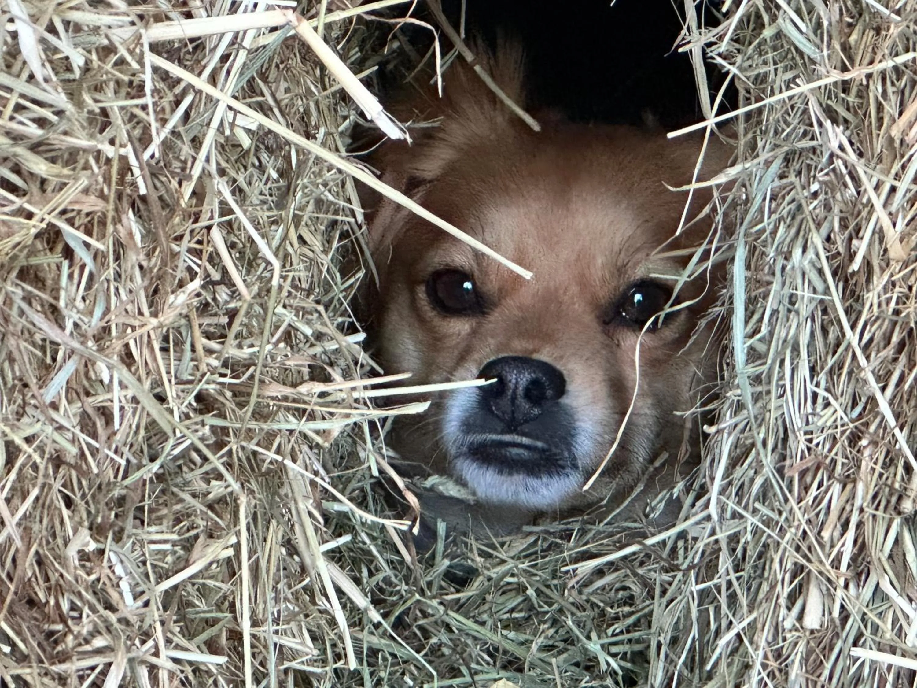 Bybrook Barn Bed & Breakfast