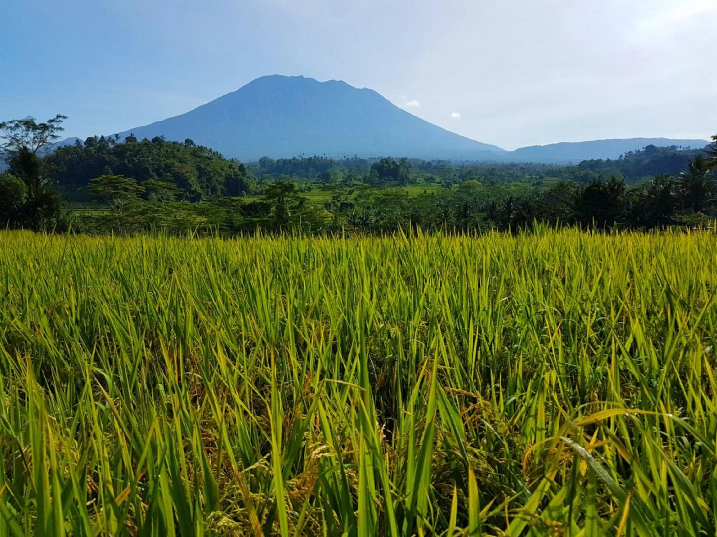 Restaurant/places to eat in Astana Swaha Villa