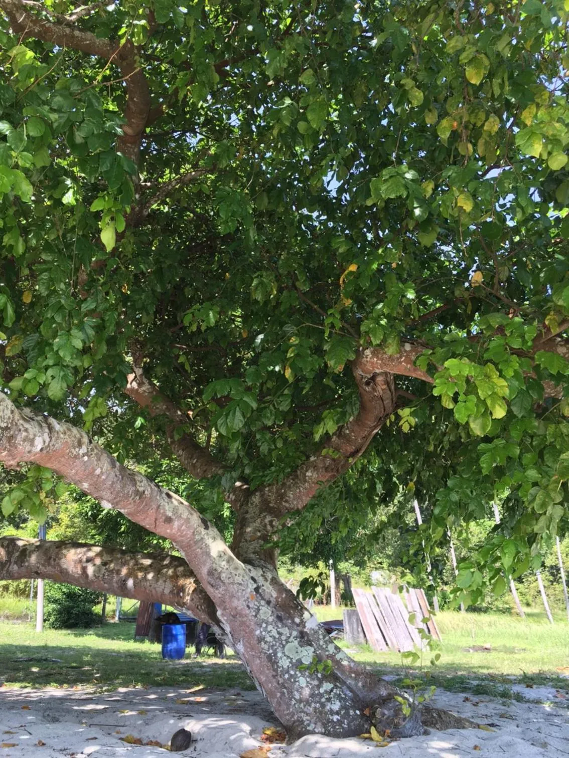 Beach in Wild Pasir Panjang