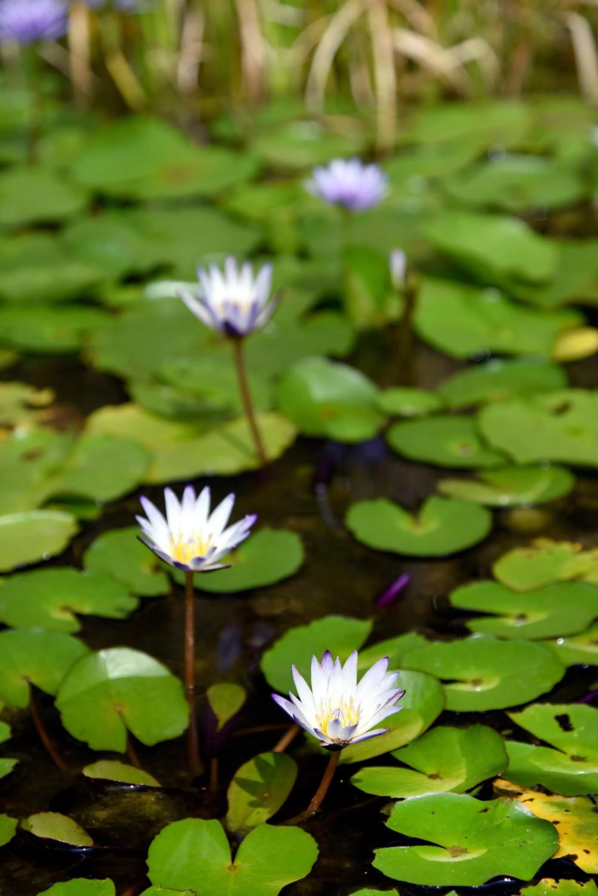 Garden view in Sun Moon Lake Bamboo Rock Garden