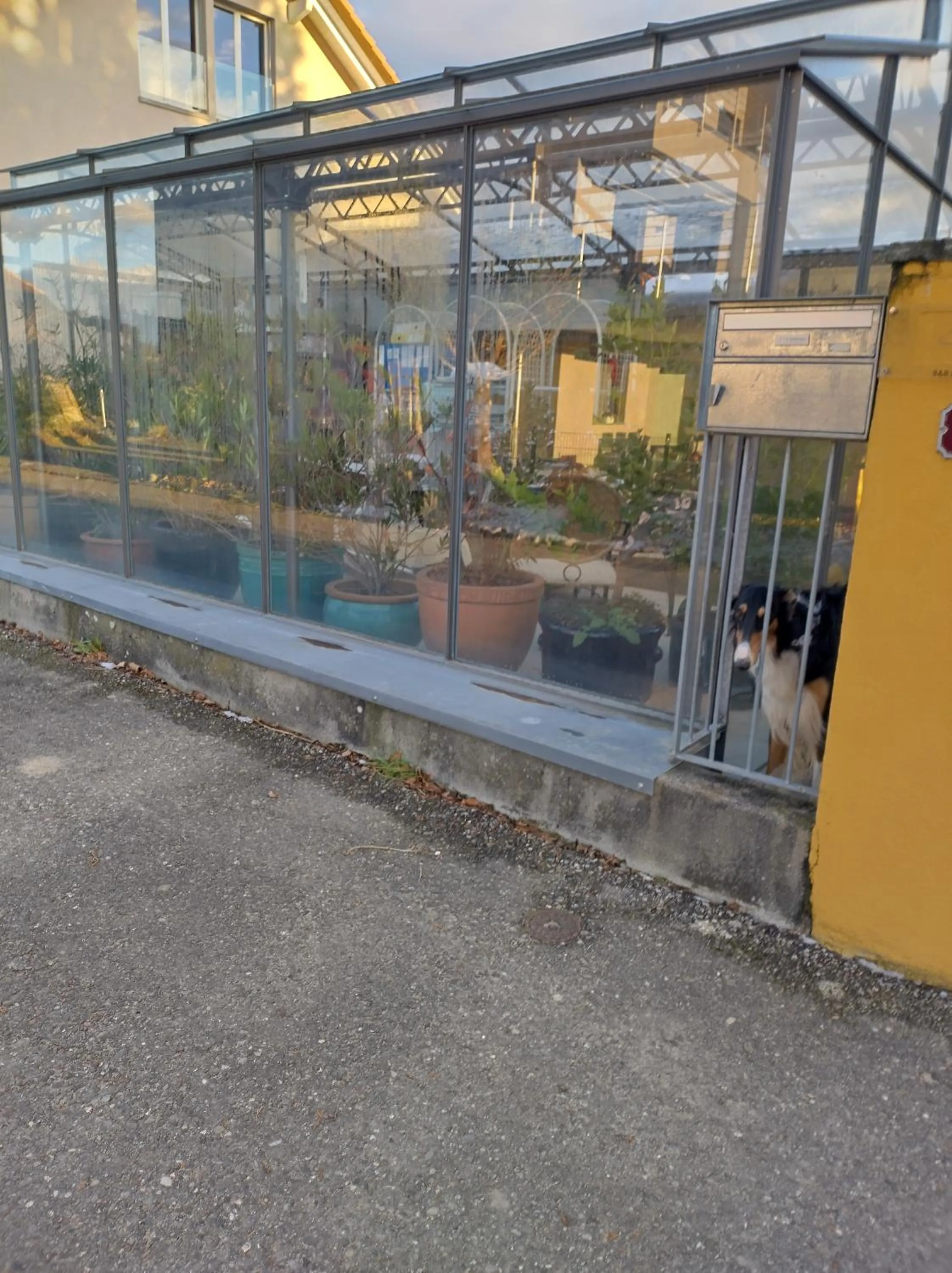 On site in Swiss Borzoi House