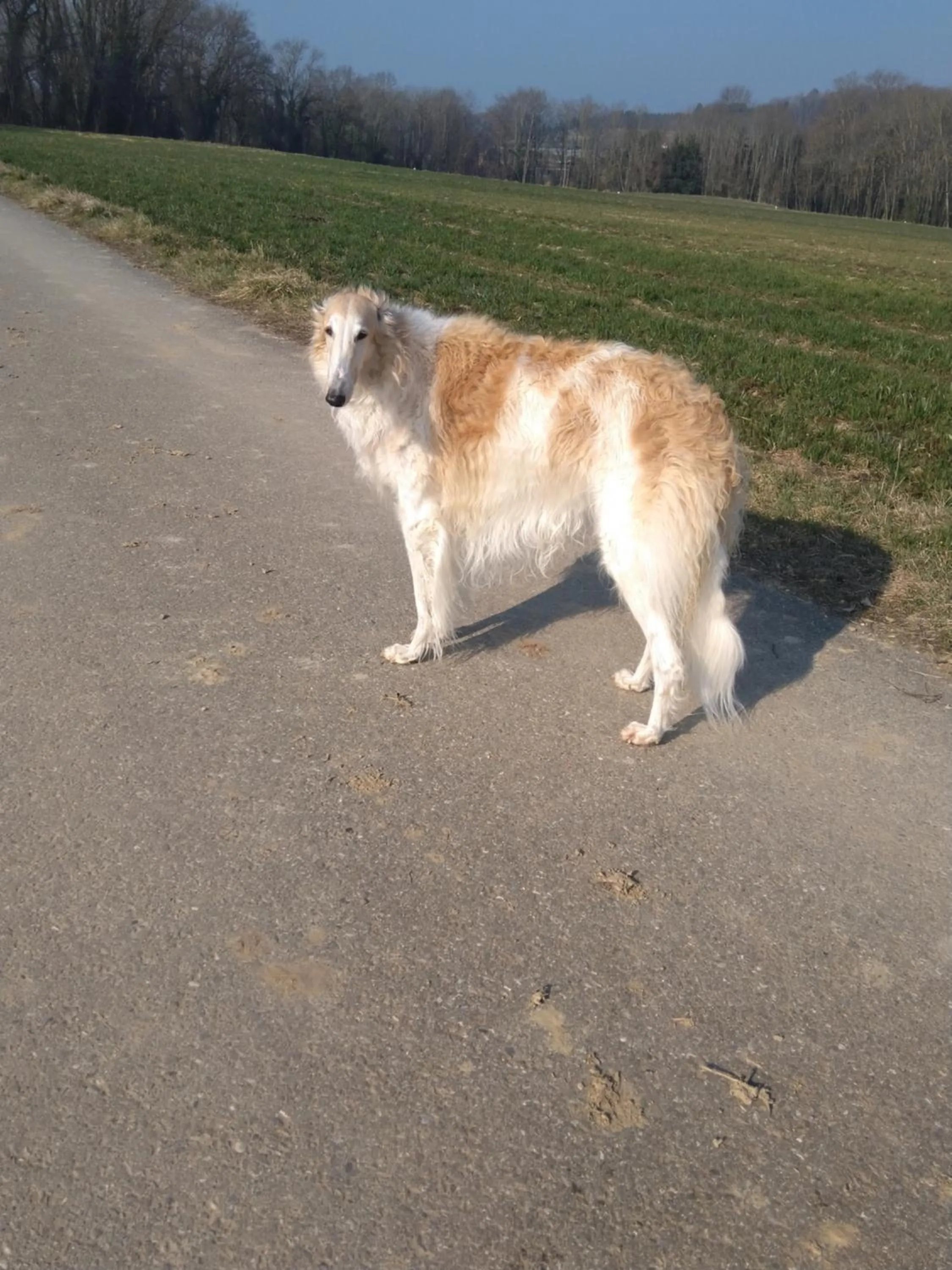 Hiking in Swiss Borzoi House