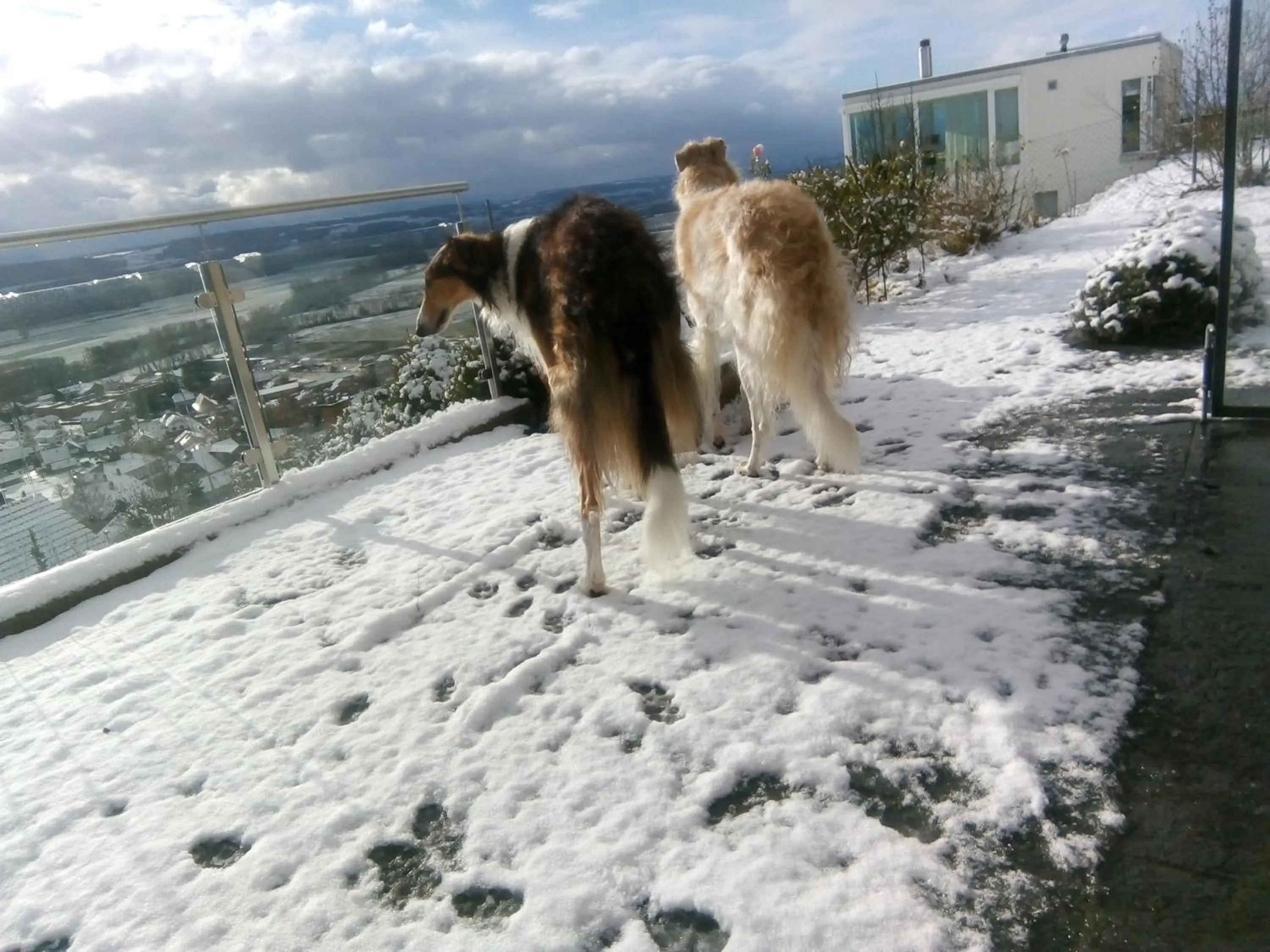 Winter in Swiss Borzoi House