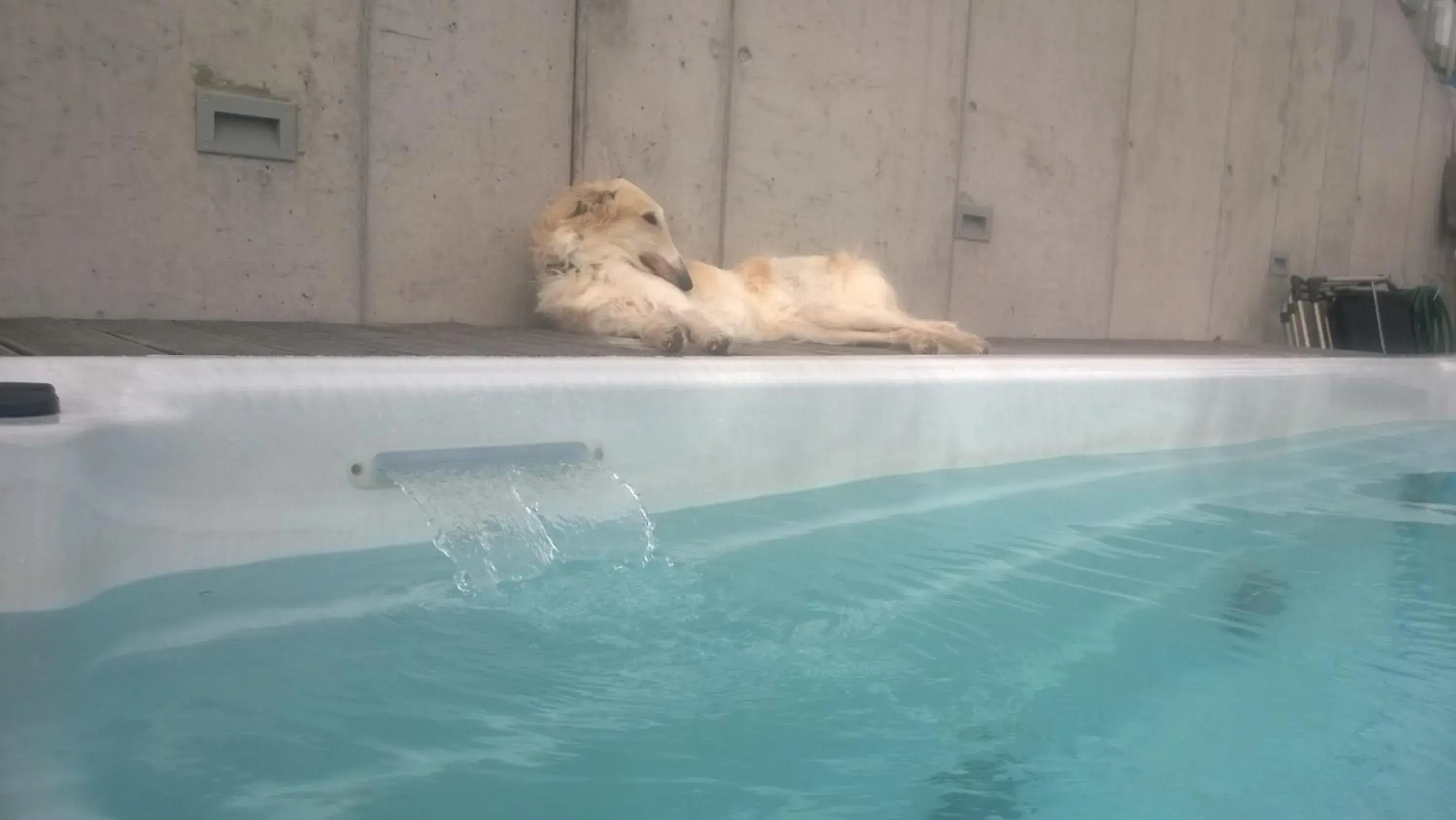 Apartment with Lake View in Swiss Borzoi House Apartment with Lake View in Swiss Borzoi House