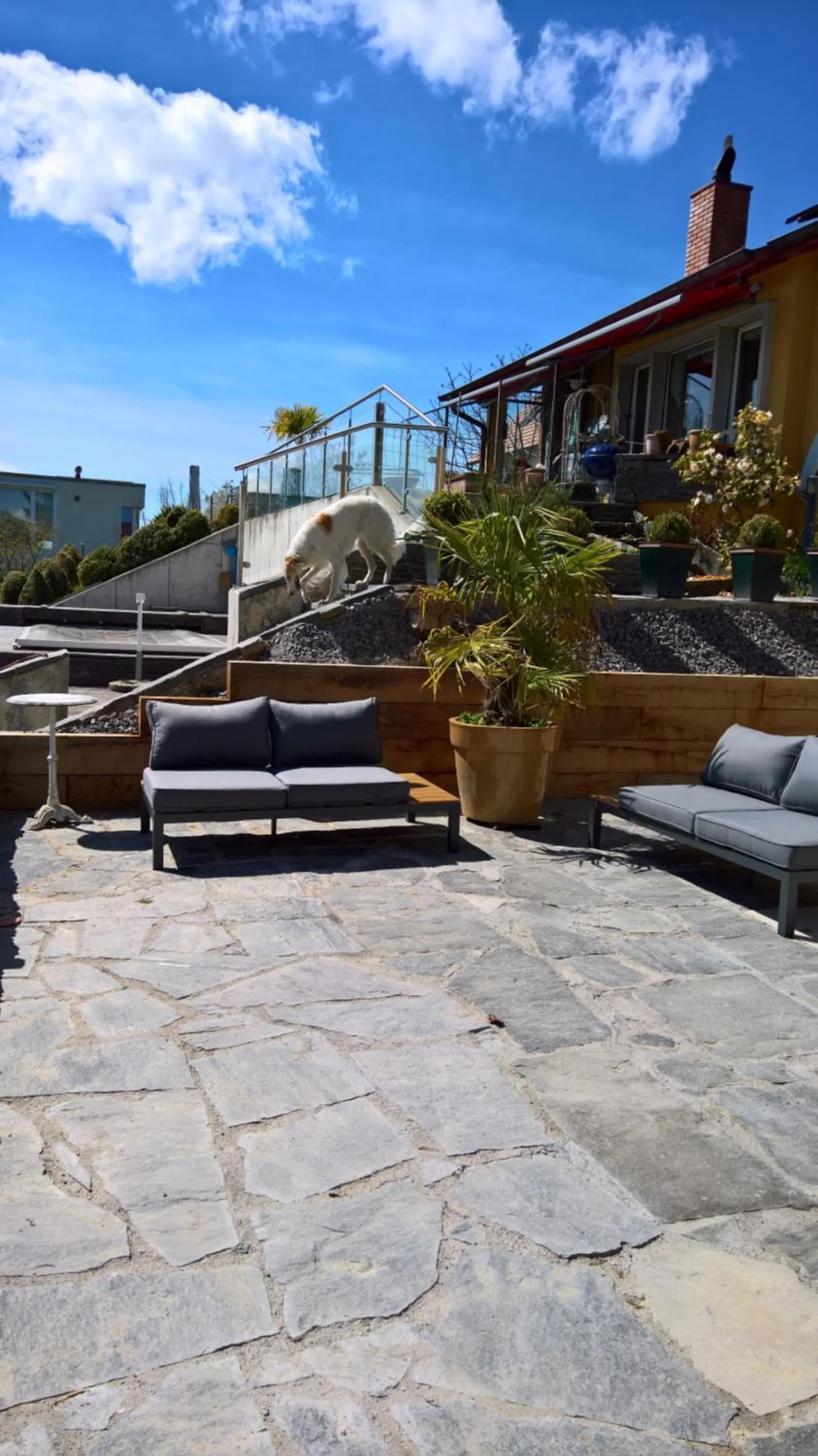 Property building in Swiss Borzoi House