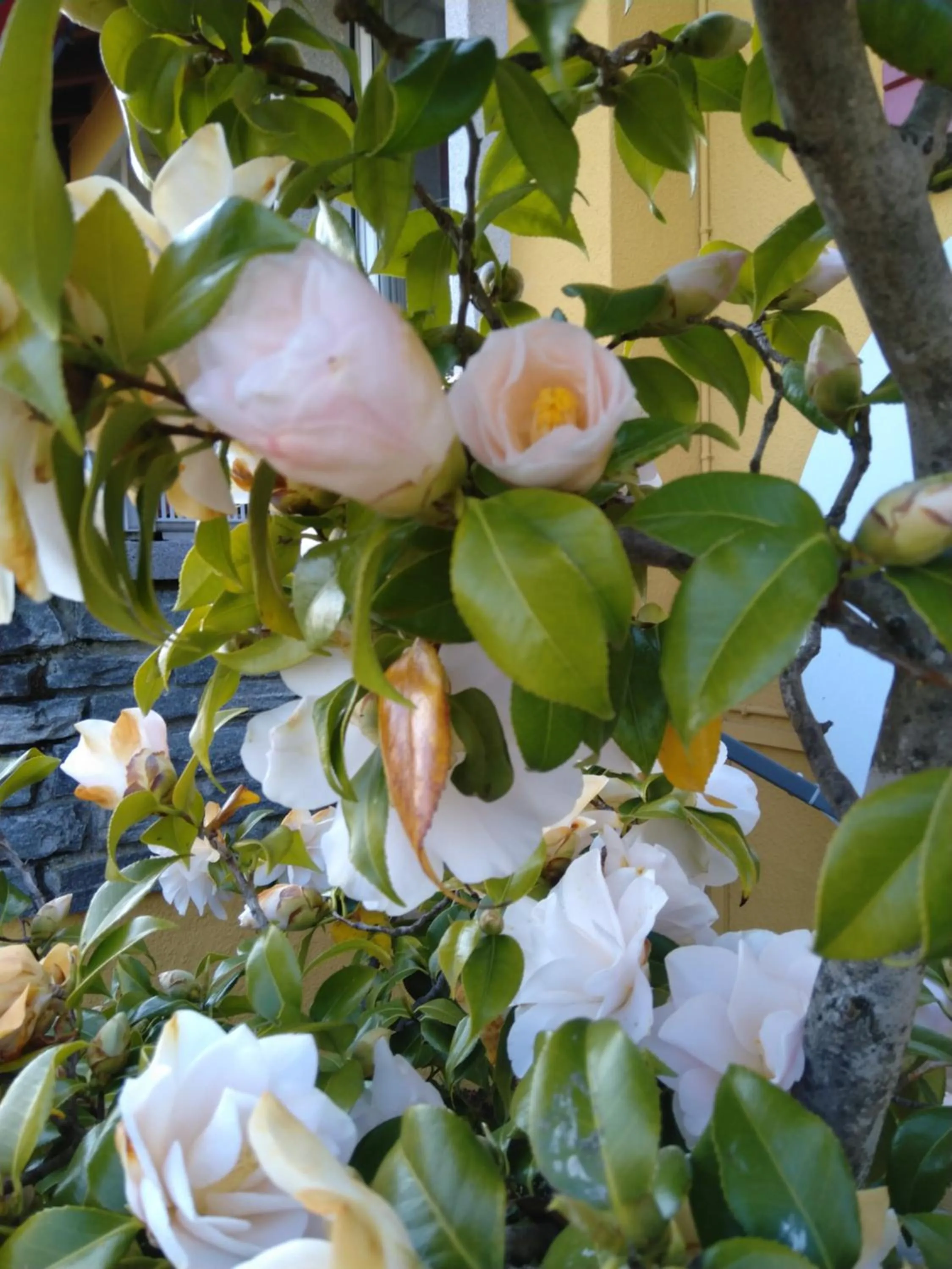 Spring in Swiss Borzoi House