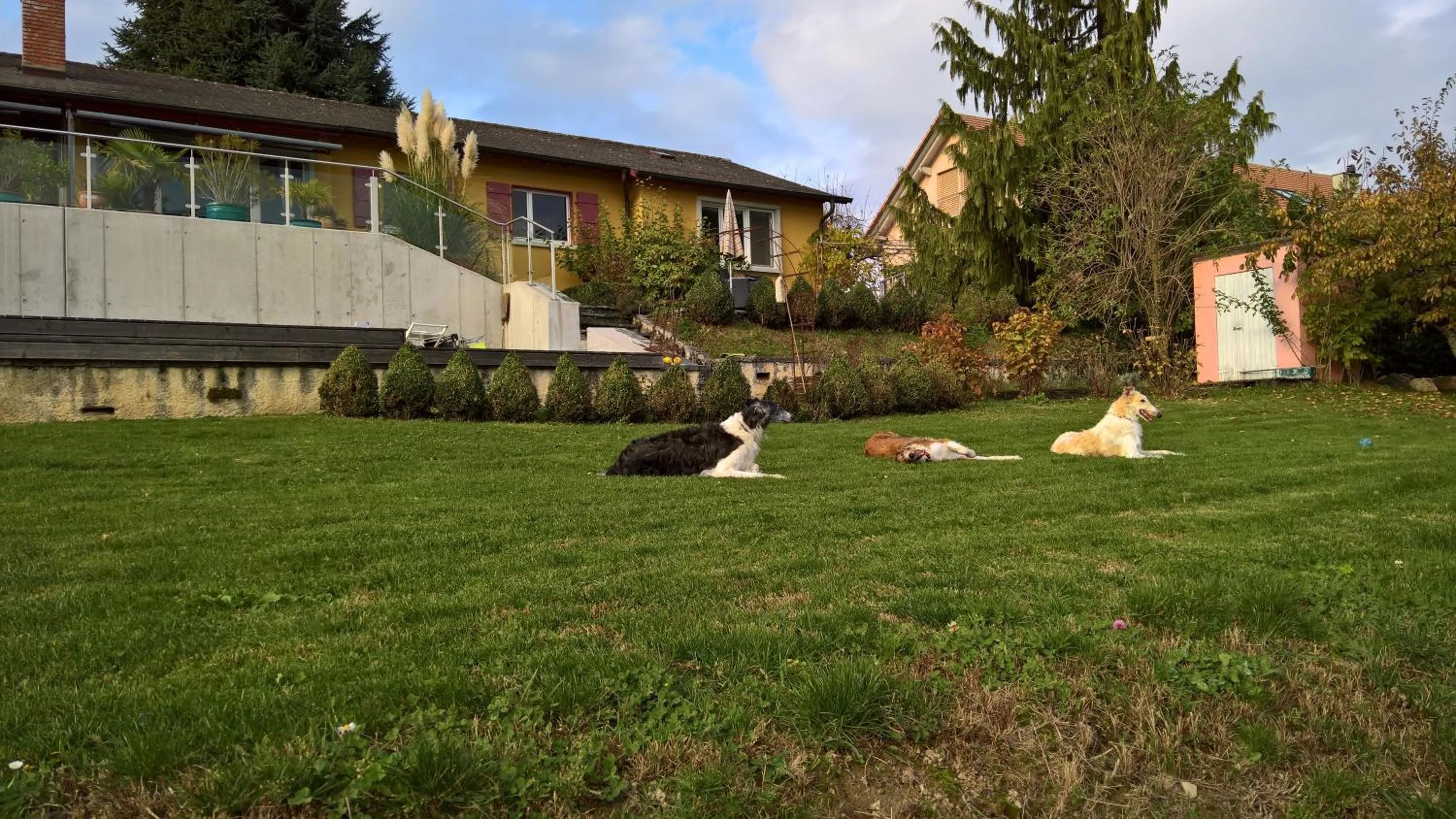 Property building in Swiss Borzoi House