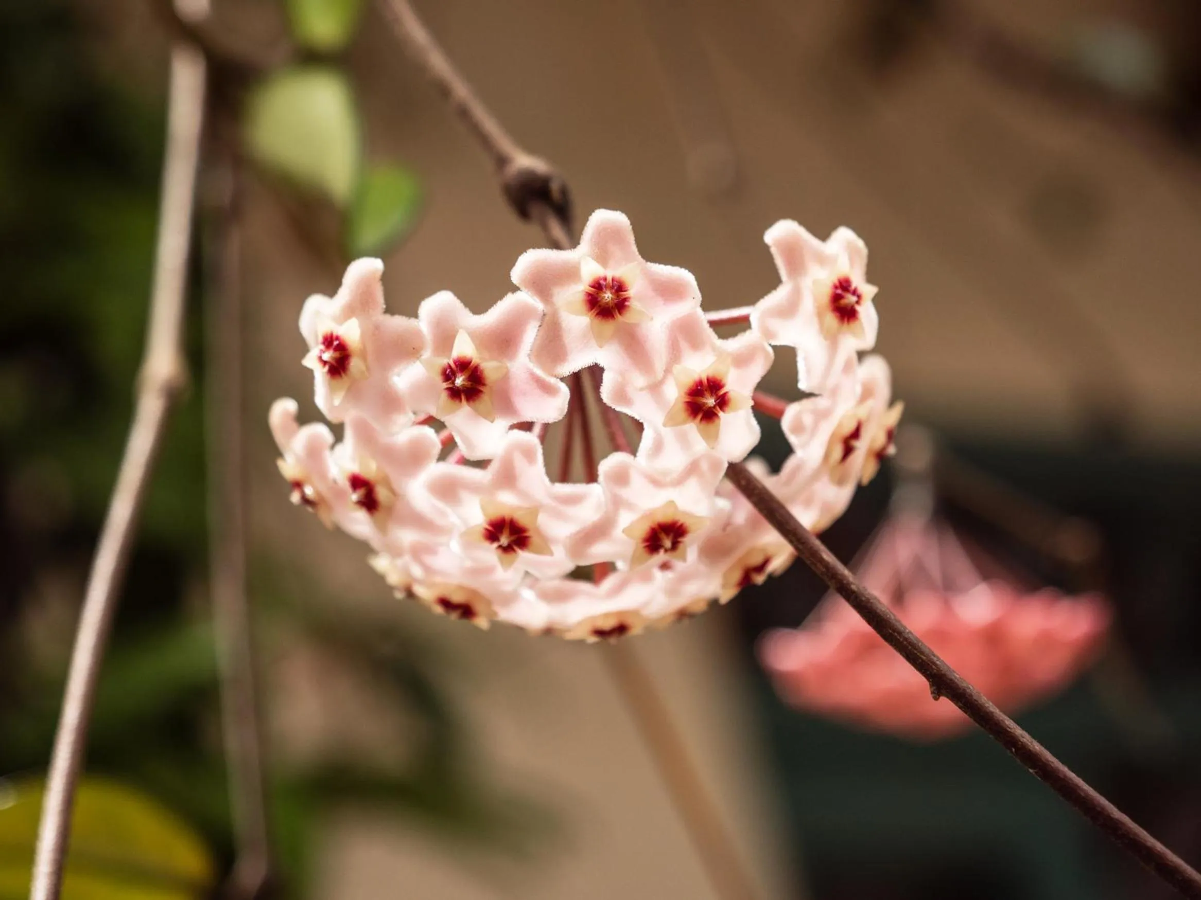Garden view in Casa Barichara Boutique