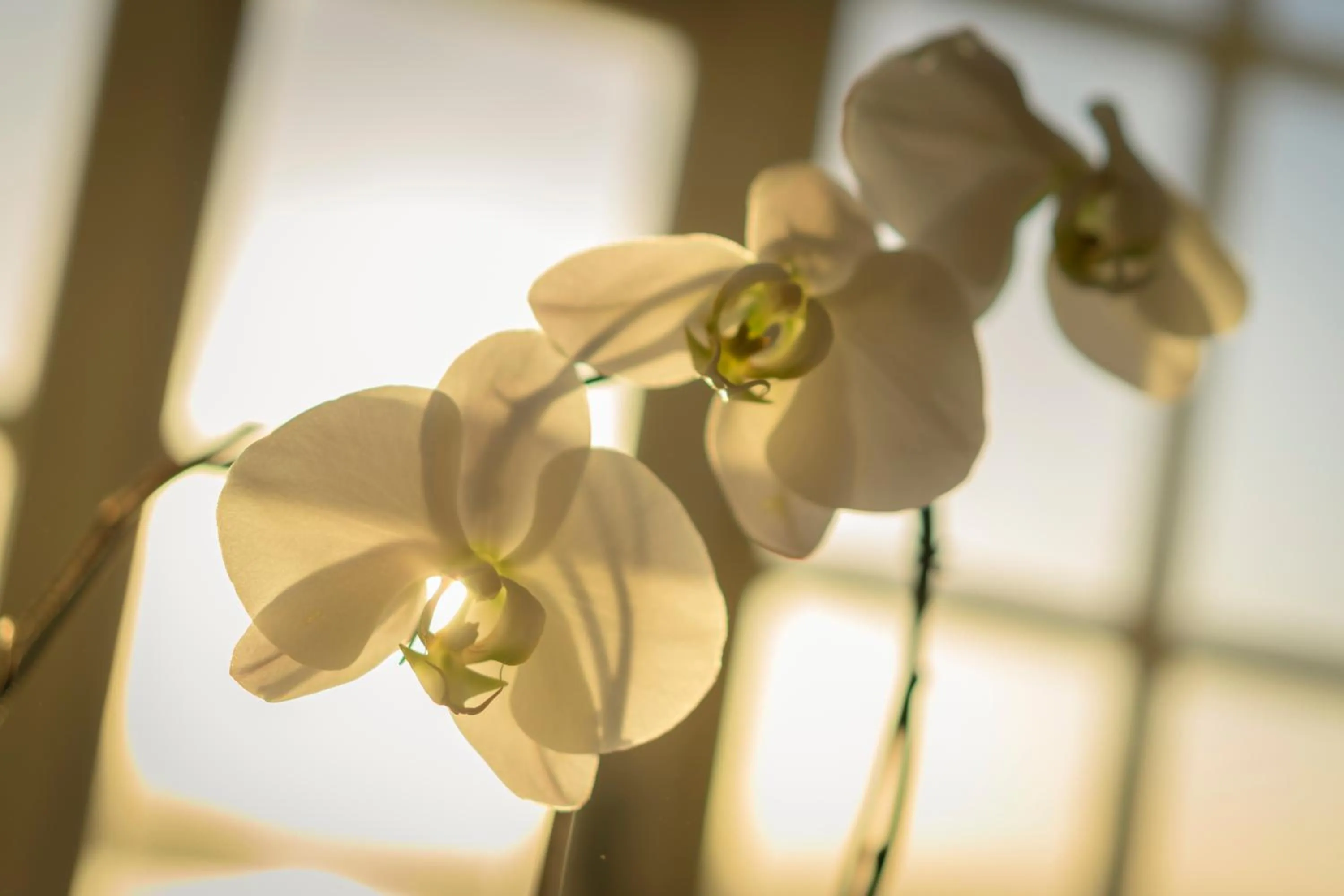 Decorative detail in Colona Castle