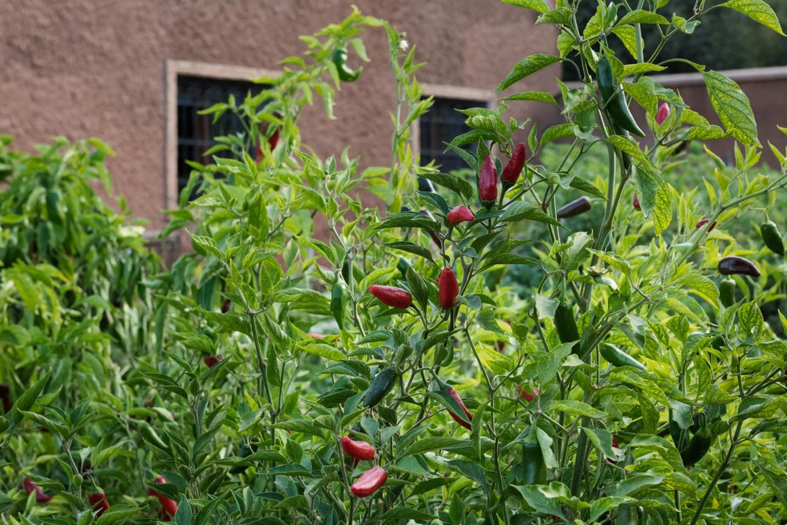 Garden view in Ouirgane Ecolodge