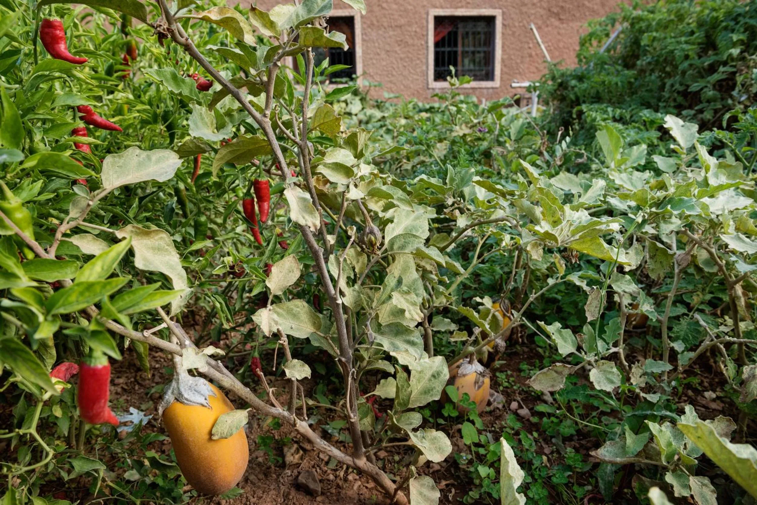 Garden view in Ouirgane Ecolodge
