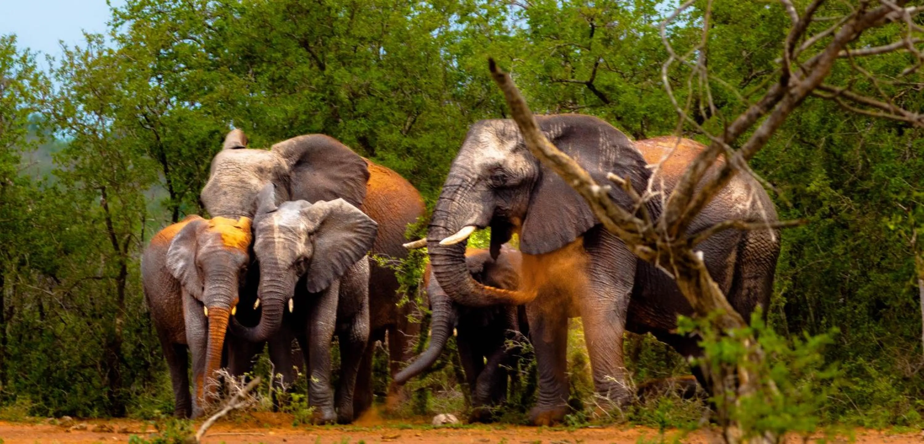 Animals in At Heritage House