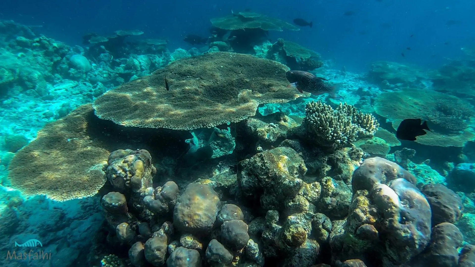 Activities in Masfalhi View Inn