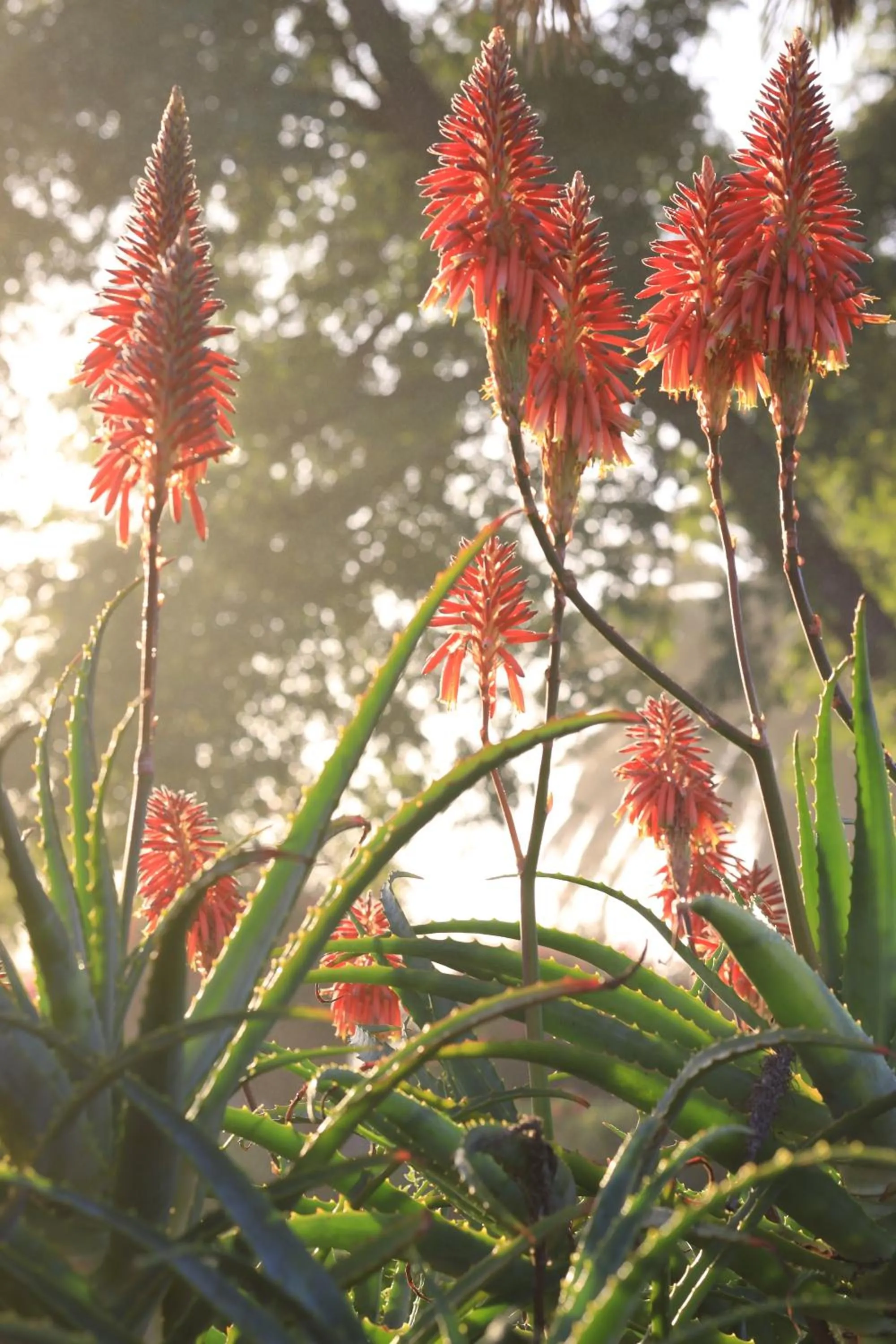 Garden in Thylitshia Villa Country Guest House