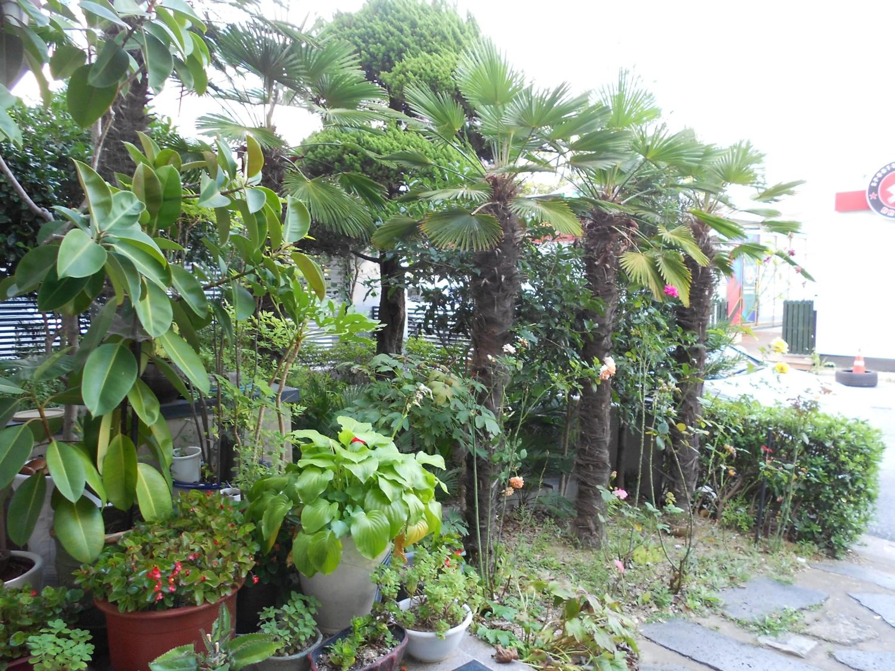 Garden in Charmant Hotel