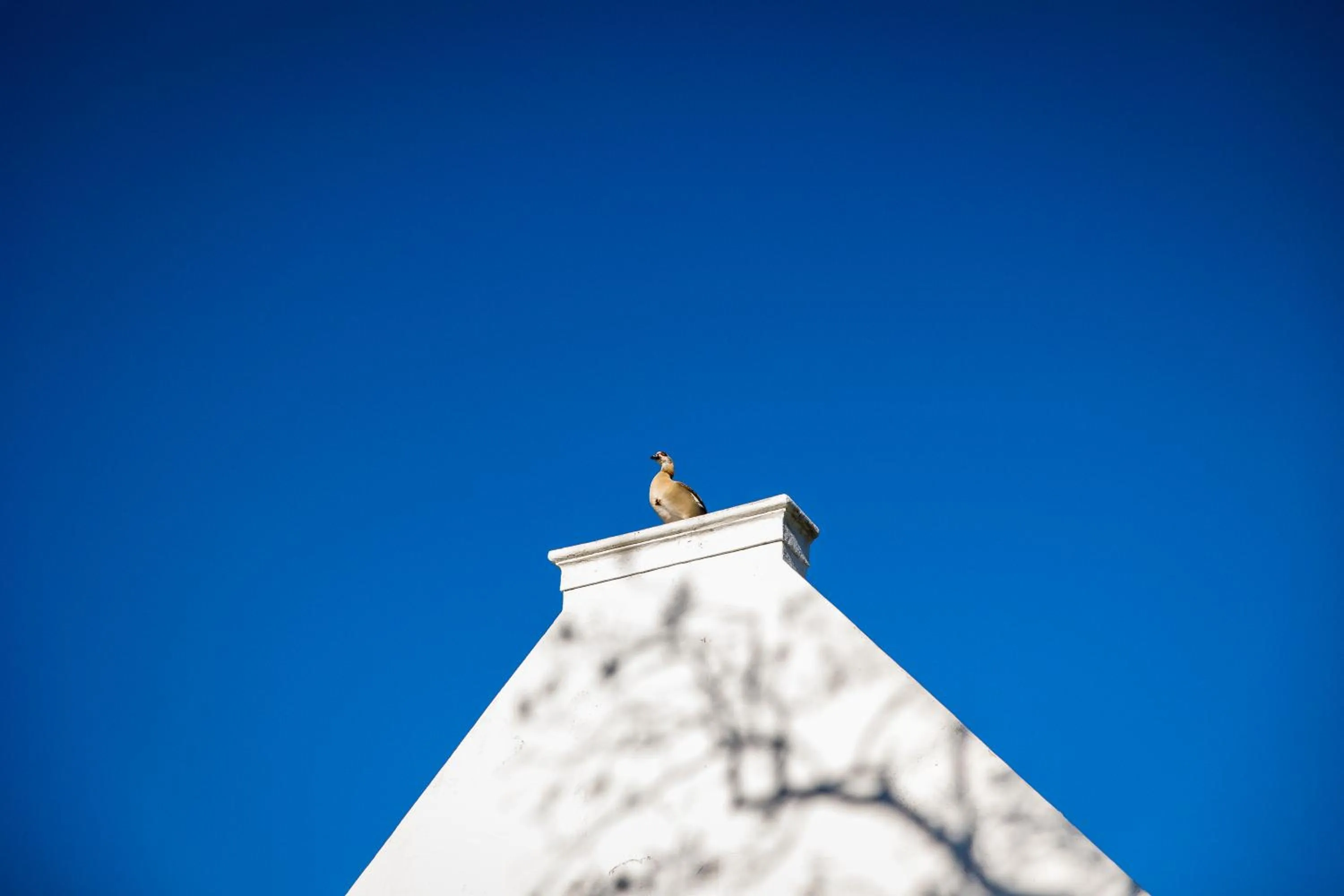 Property building in Steenberg Hotel & Spa