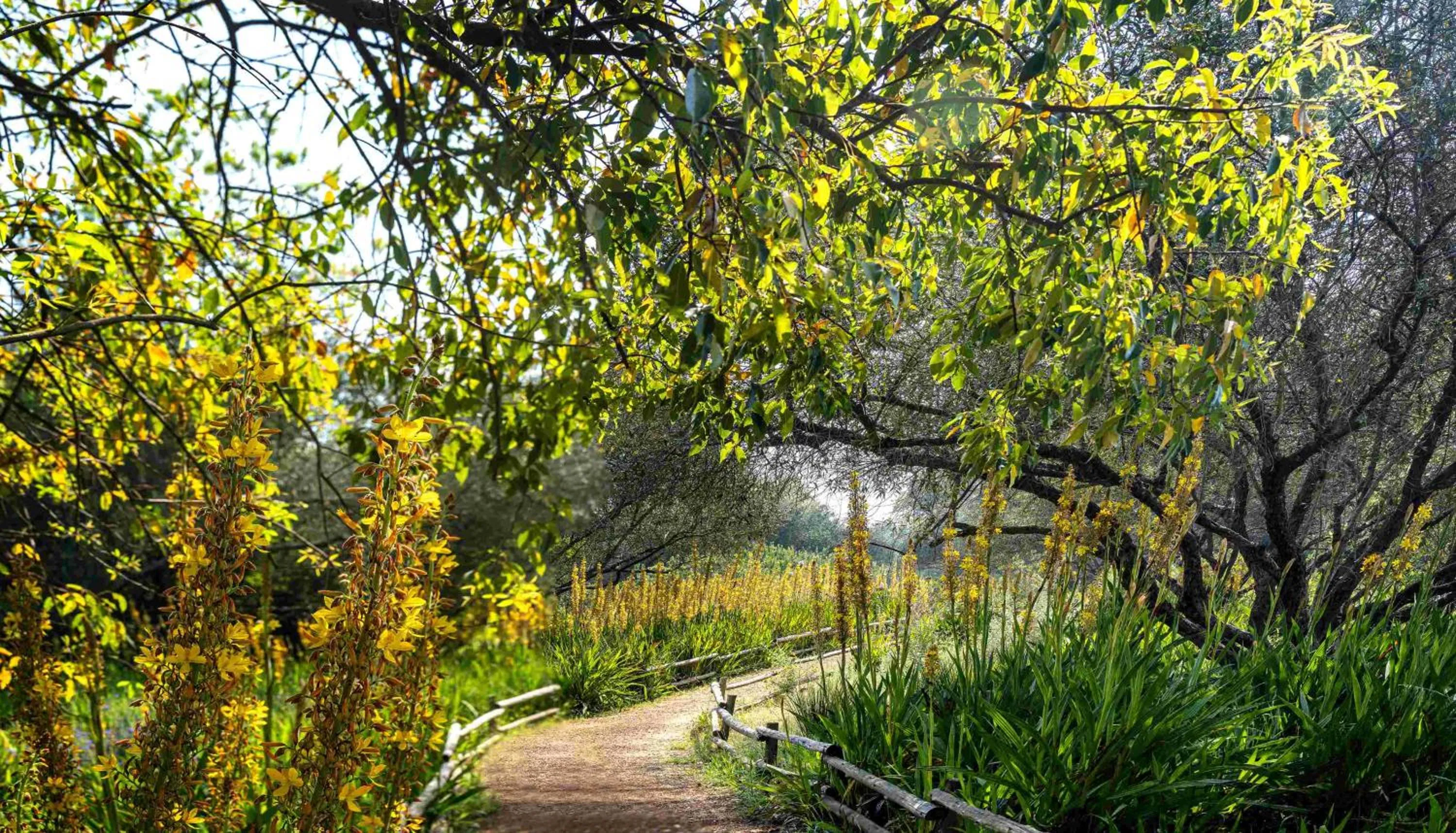 Natural landscape in Spier Hotel and Wine Farm