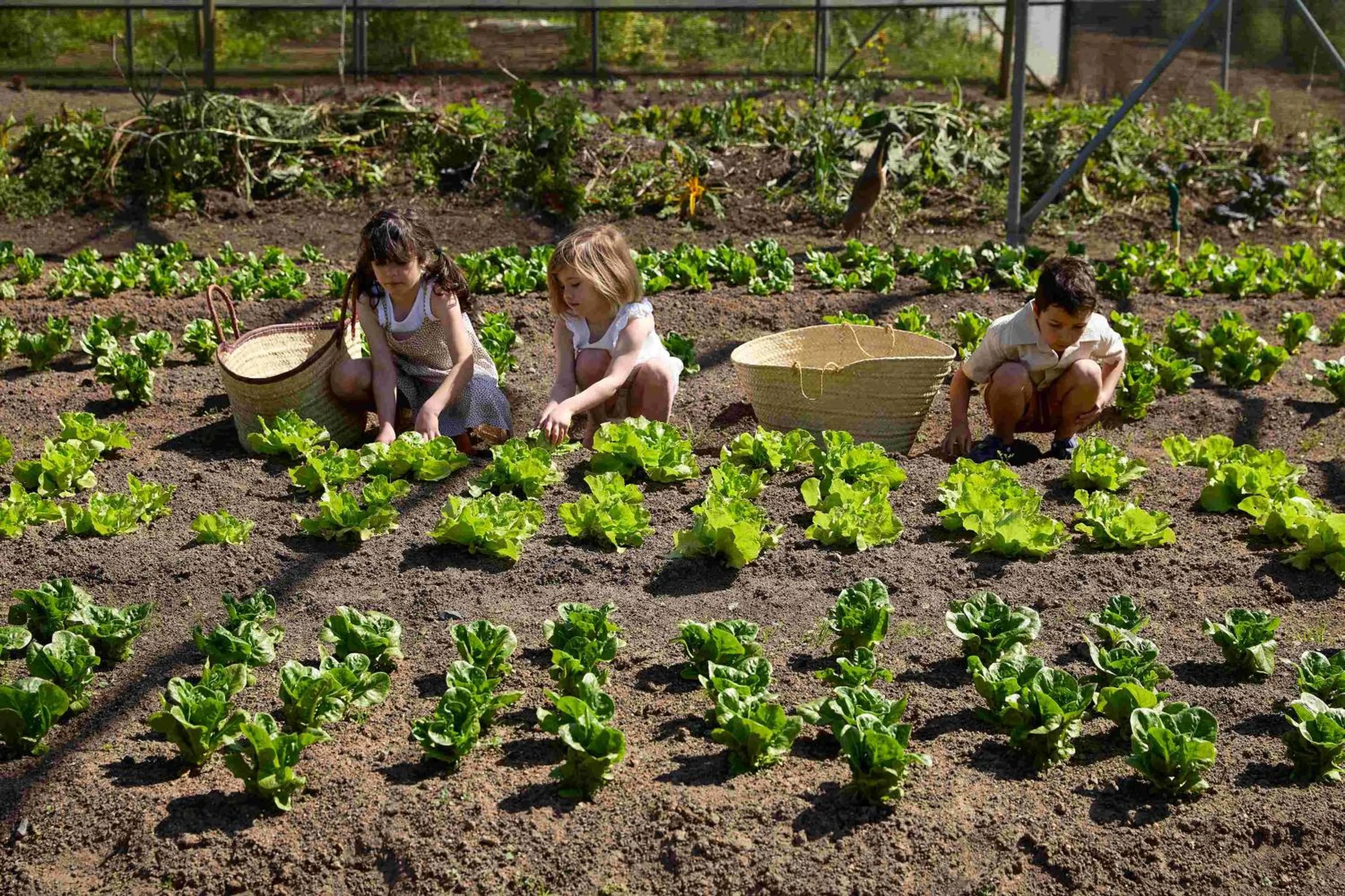 Kids's club in Spier Hotel and Wine Farm