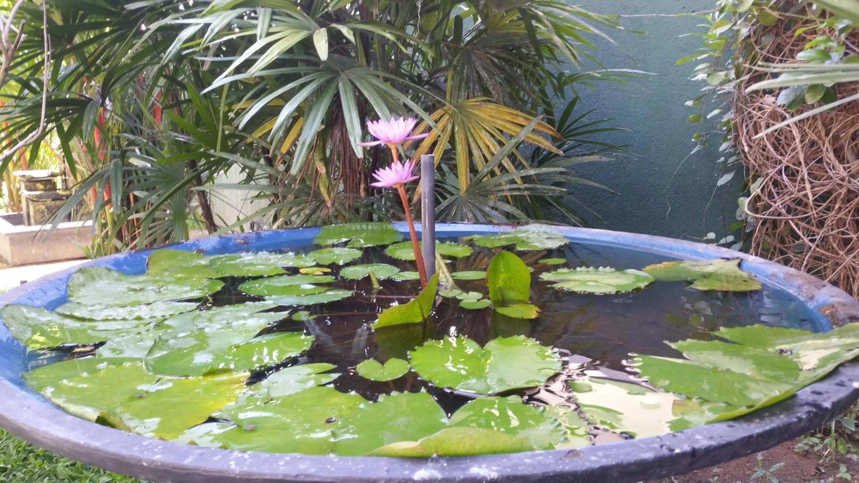 Garden in Coral Palm Villa and Apartment