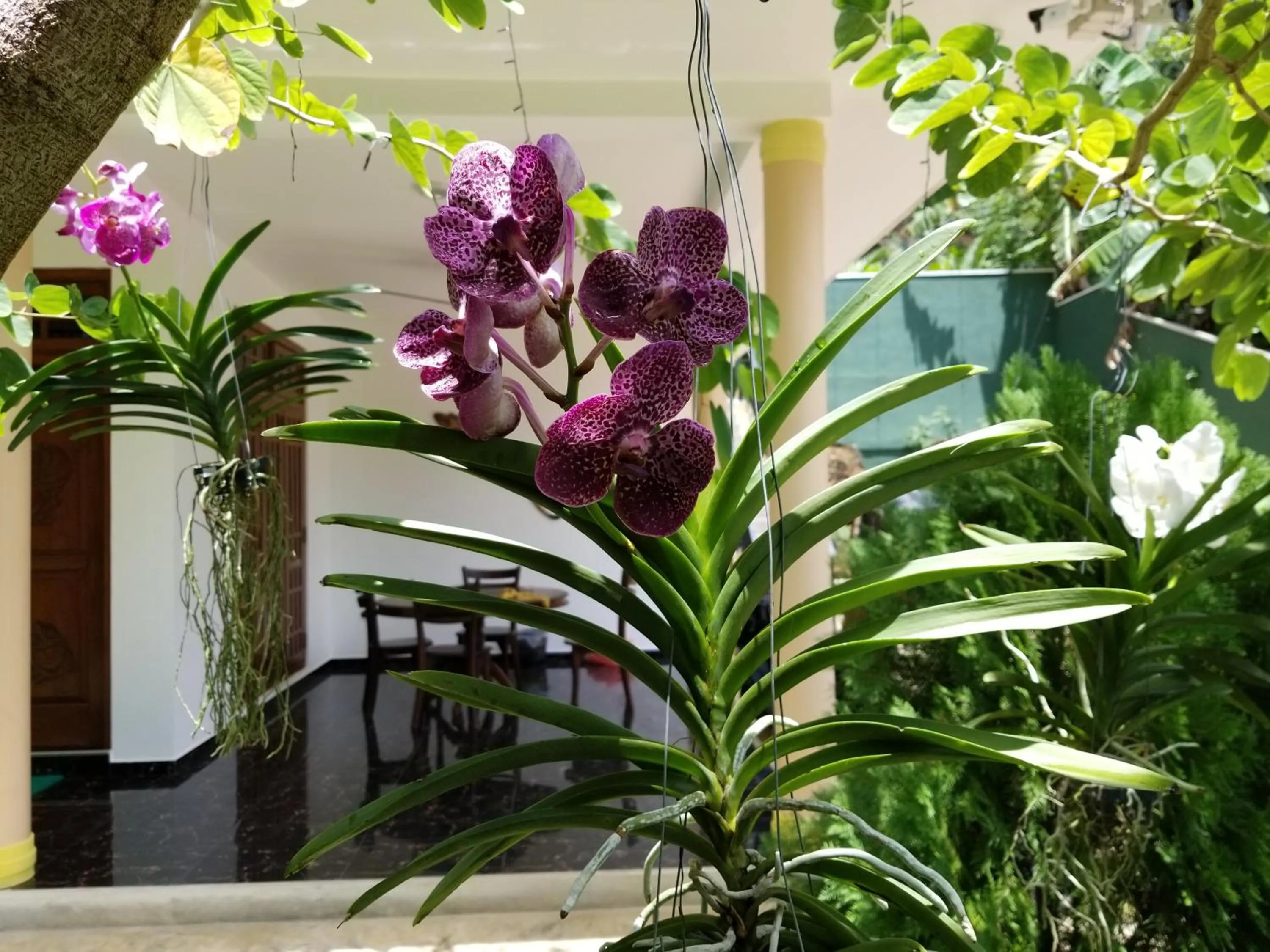 Garden in Coral Palm Villa and Apartment