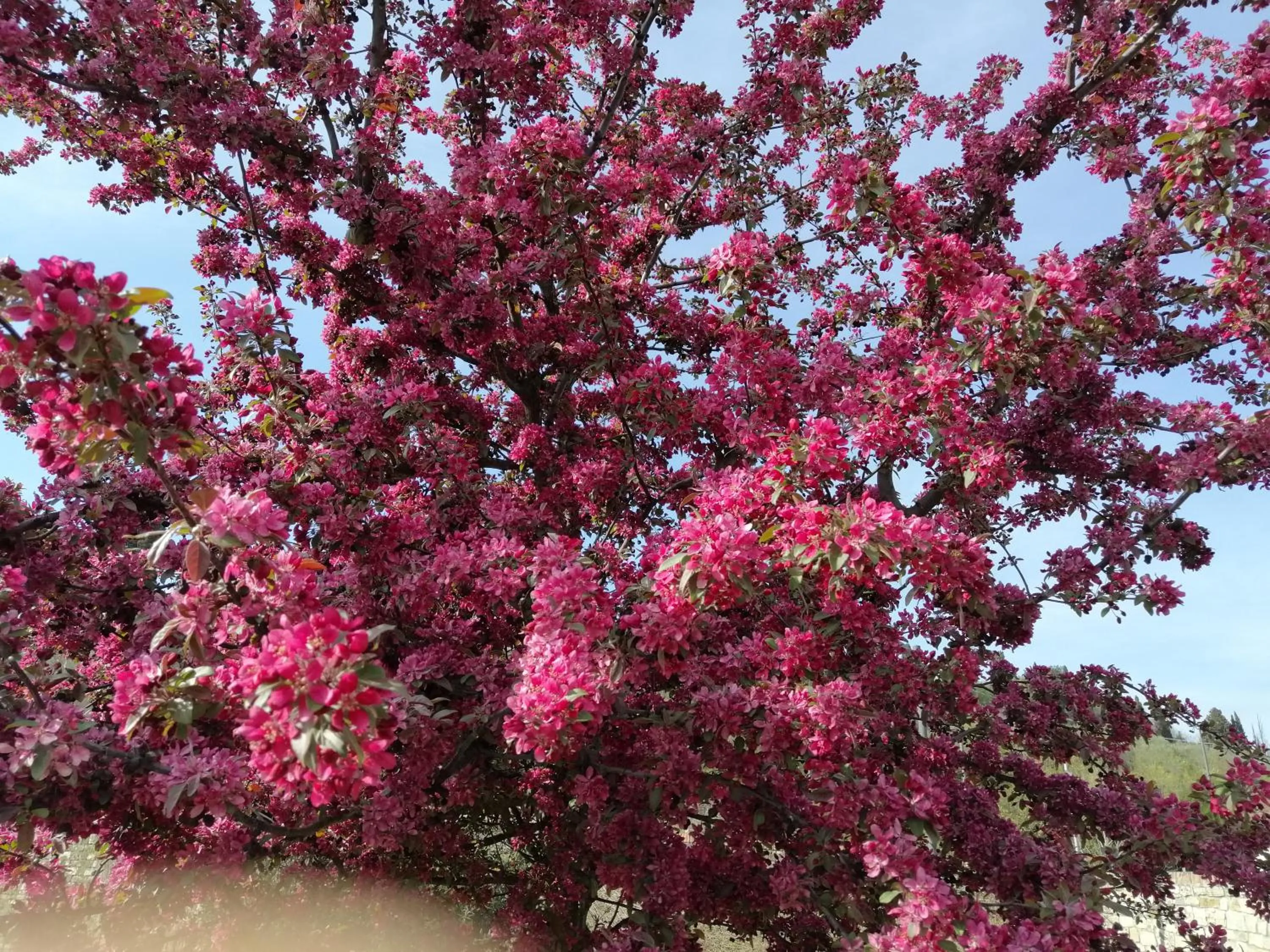 Garden in Florence Pitti Loft