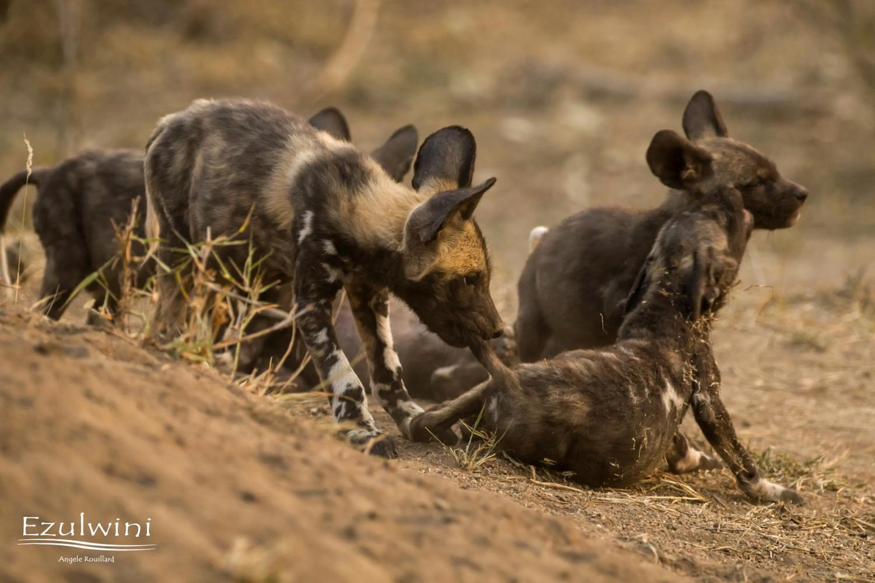 Animals in Ezulwini Game Lodges
